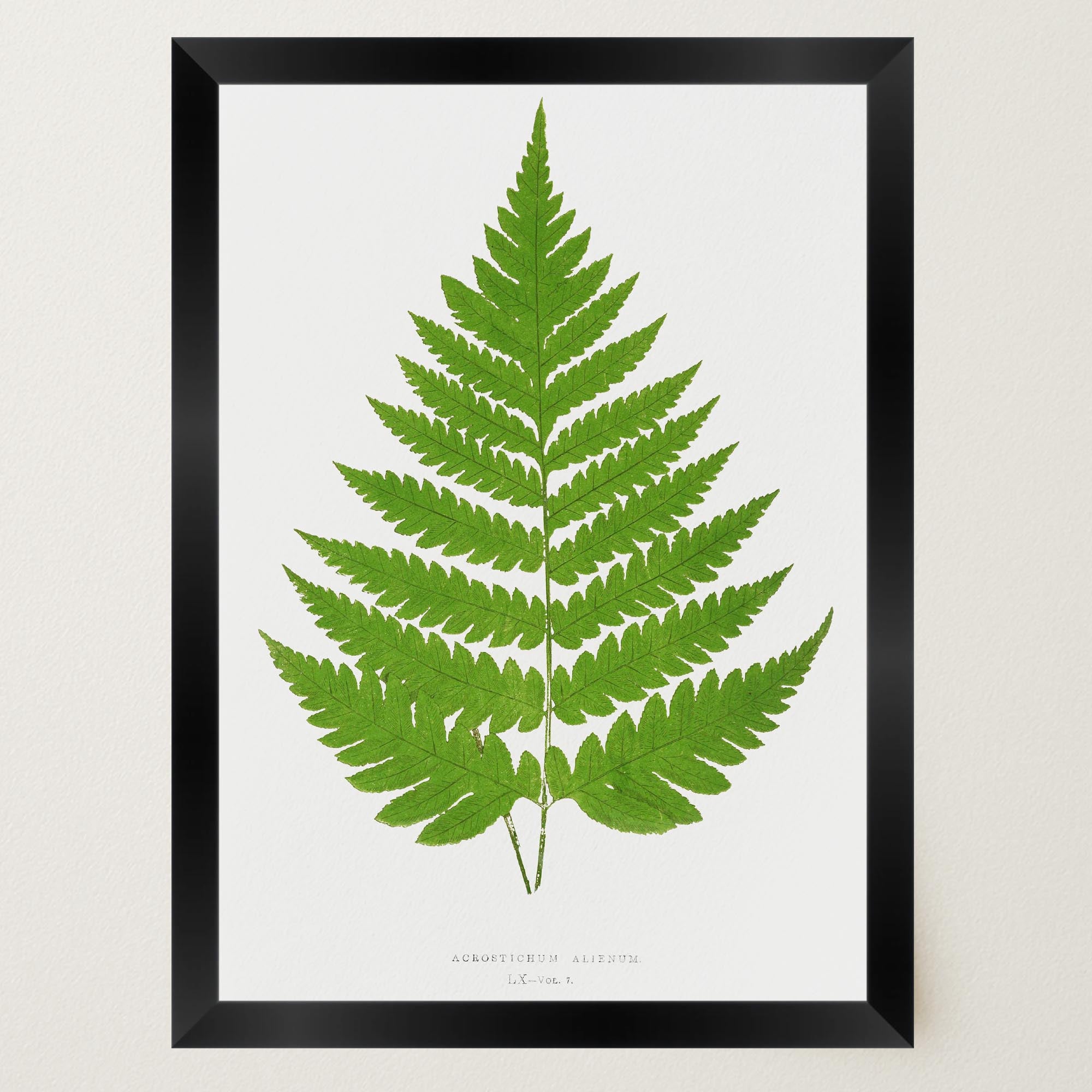 Vintage Fern Botanical Wall Art Print-Skudaboo