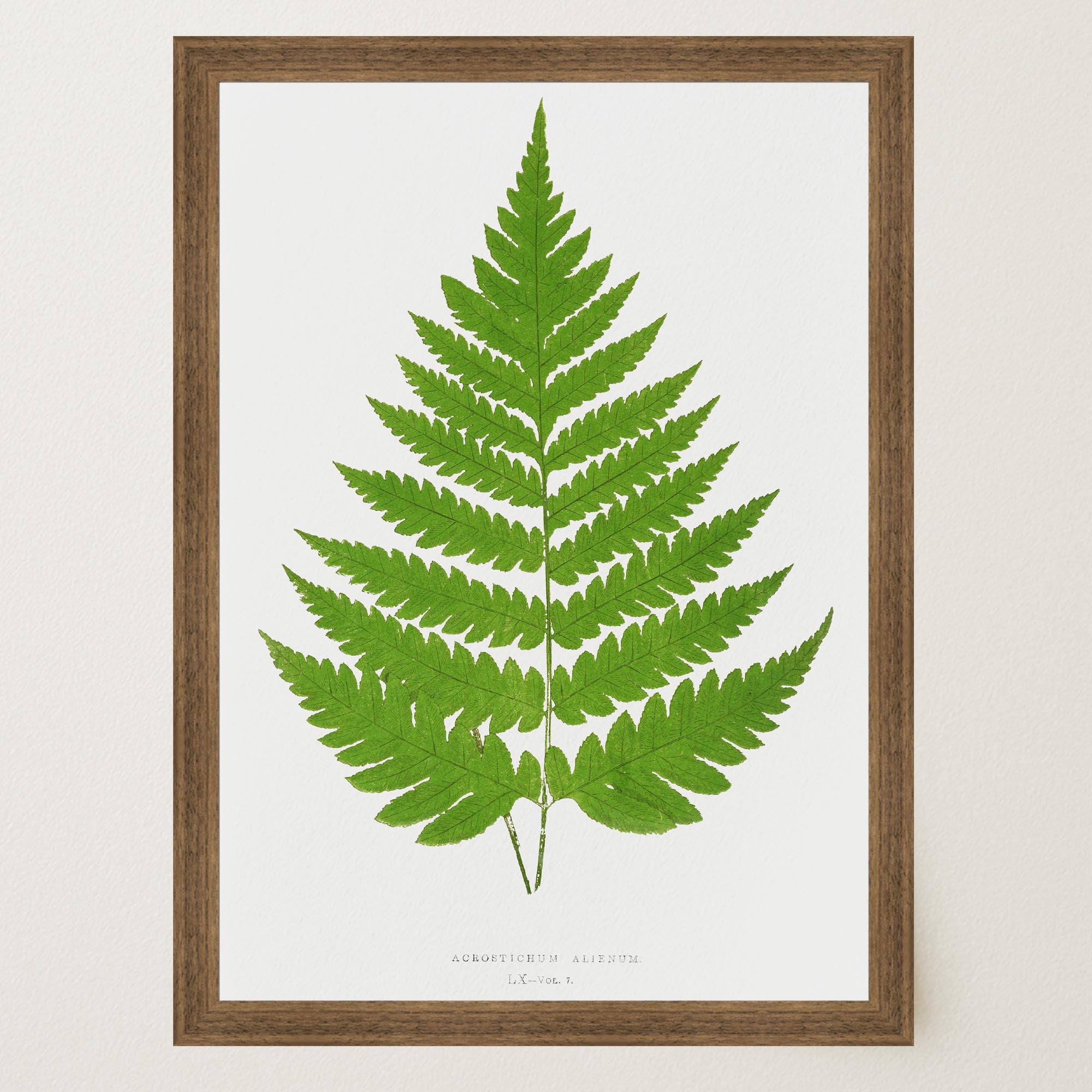 Vintage Fern Botanical Wall Art Print-Skudaboo