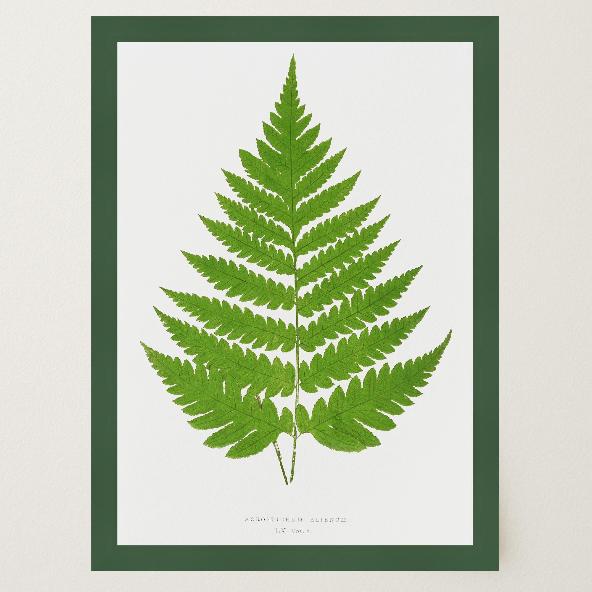 Vintage Fern Botanical Wall Art Print-Skudaboo