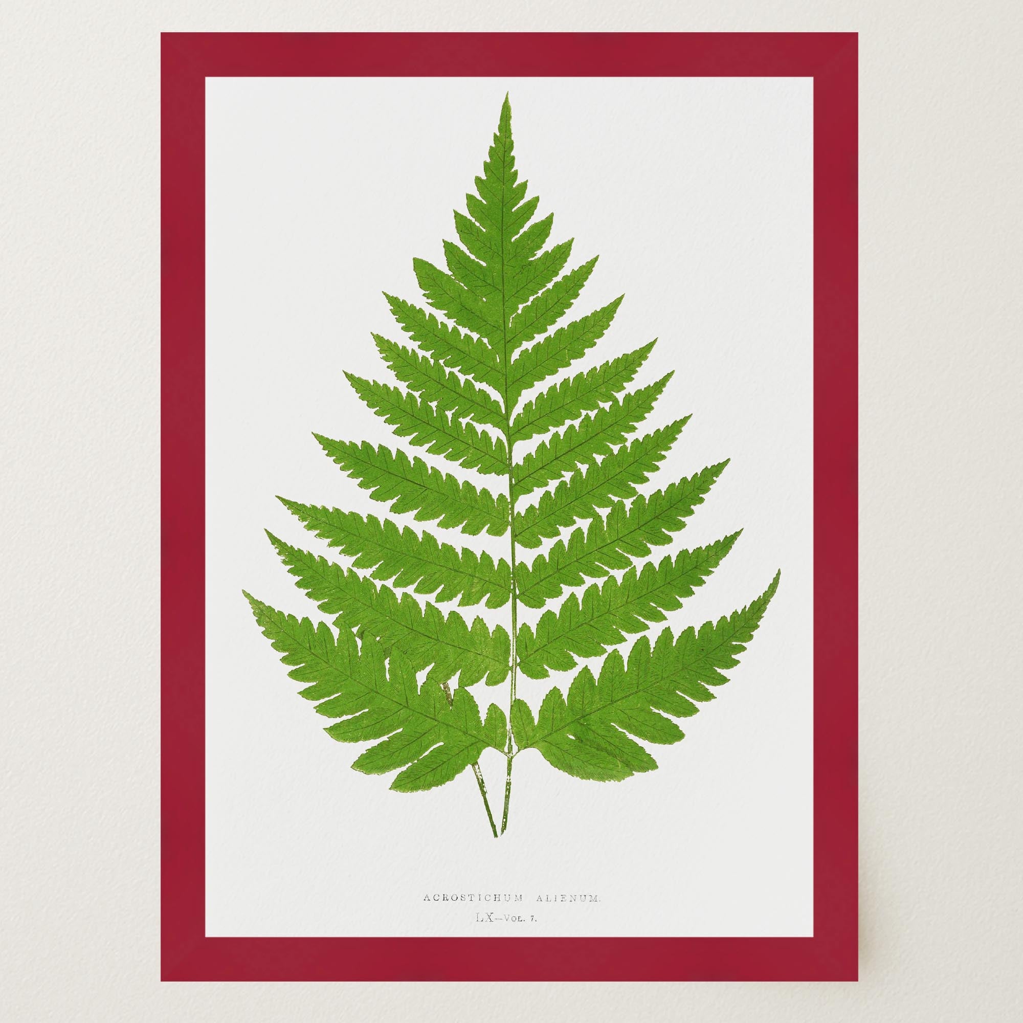 Vintage Fern Botanical Wall Art Print-Skudaboo