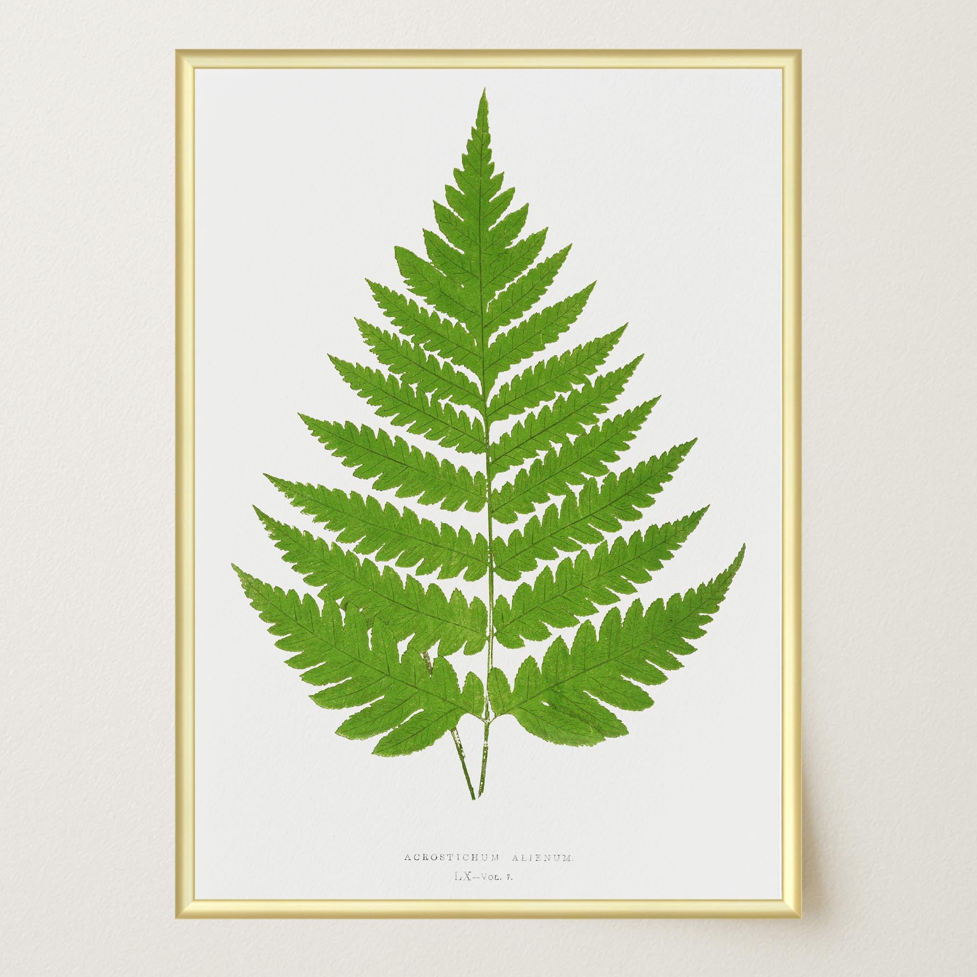 Vintage Fern Botanical Wall Art Print-Skudaboo