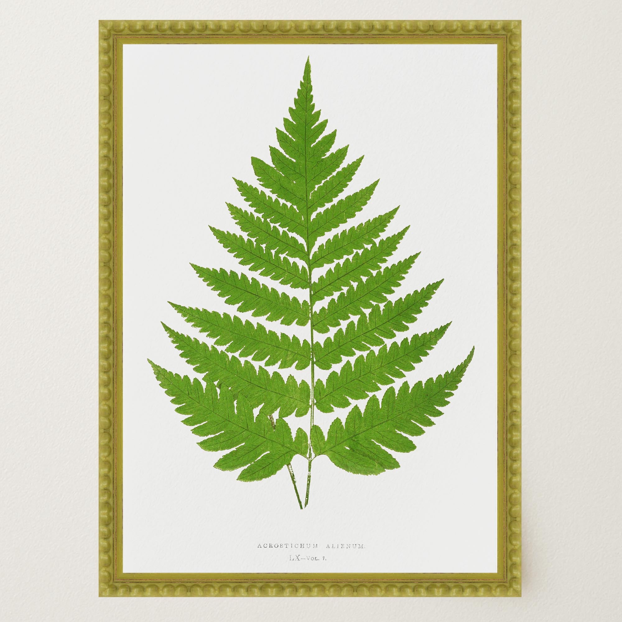Vintage Fern Botanical Wall Art Print-Skudaboo