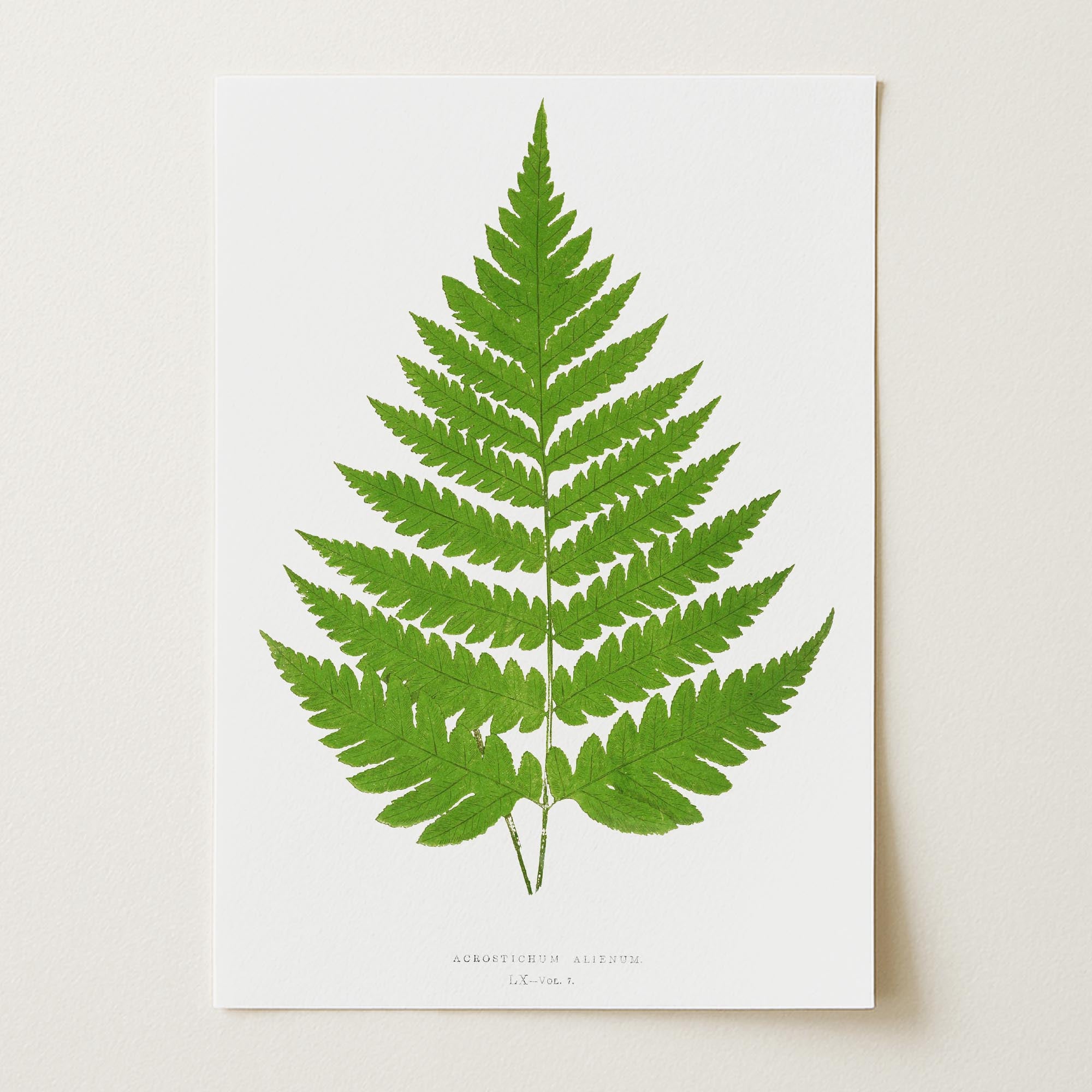Vintage Fern Botanical Wall Art Print-Skudaboo