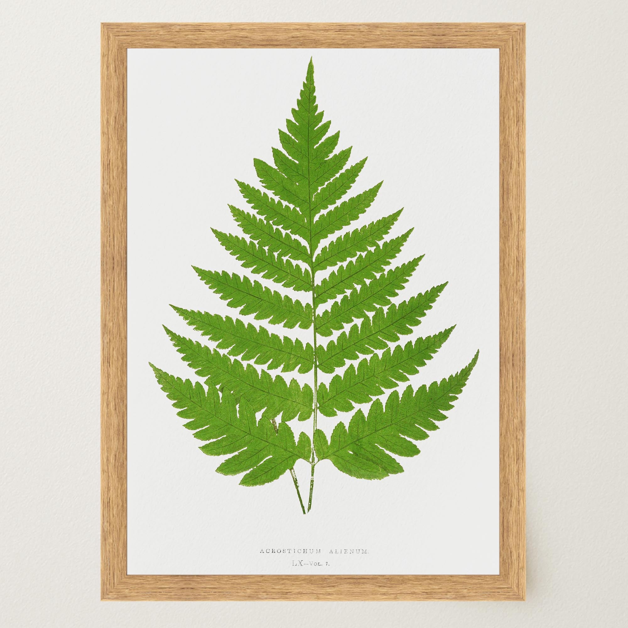 Vintage Fern Botanical Wall Art Print-Skudaboo
