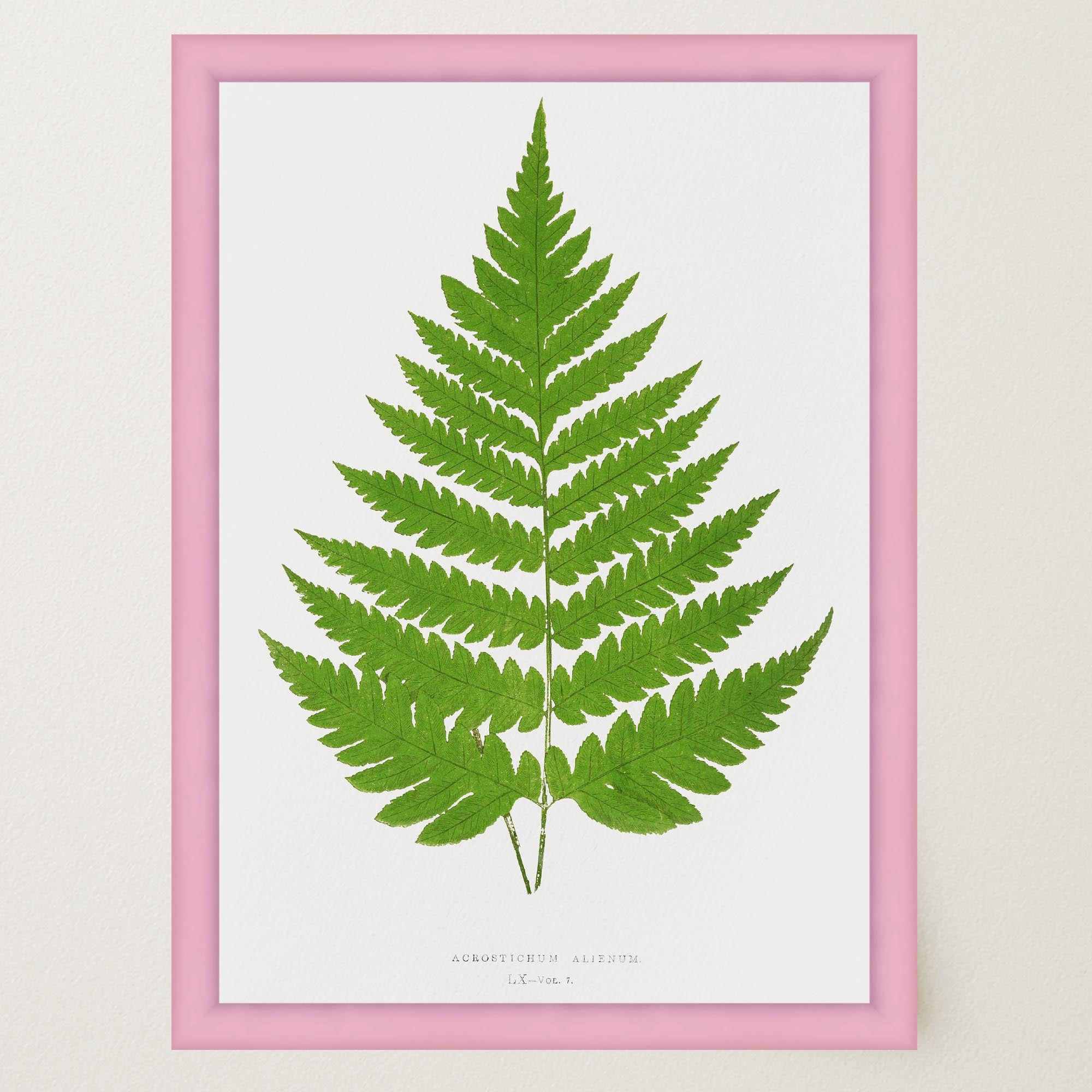 Vintage Fern Botanical Wall Art Print-Skudaboo