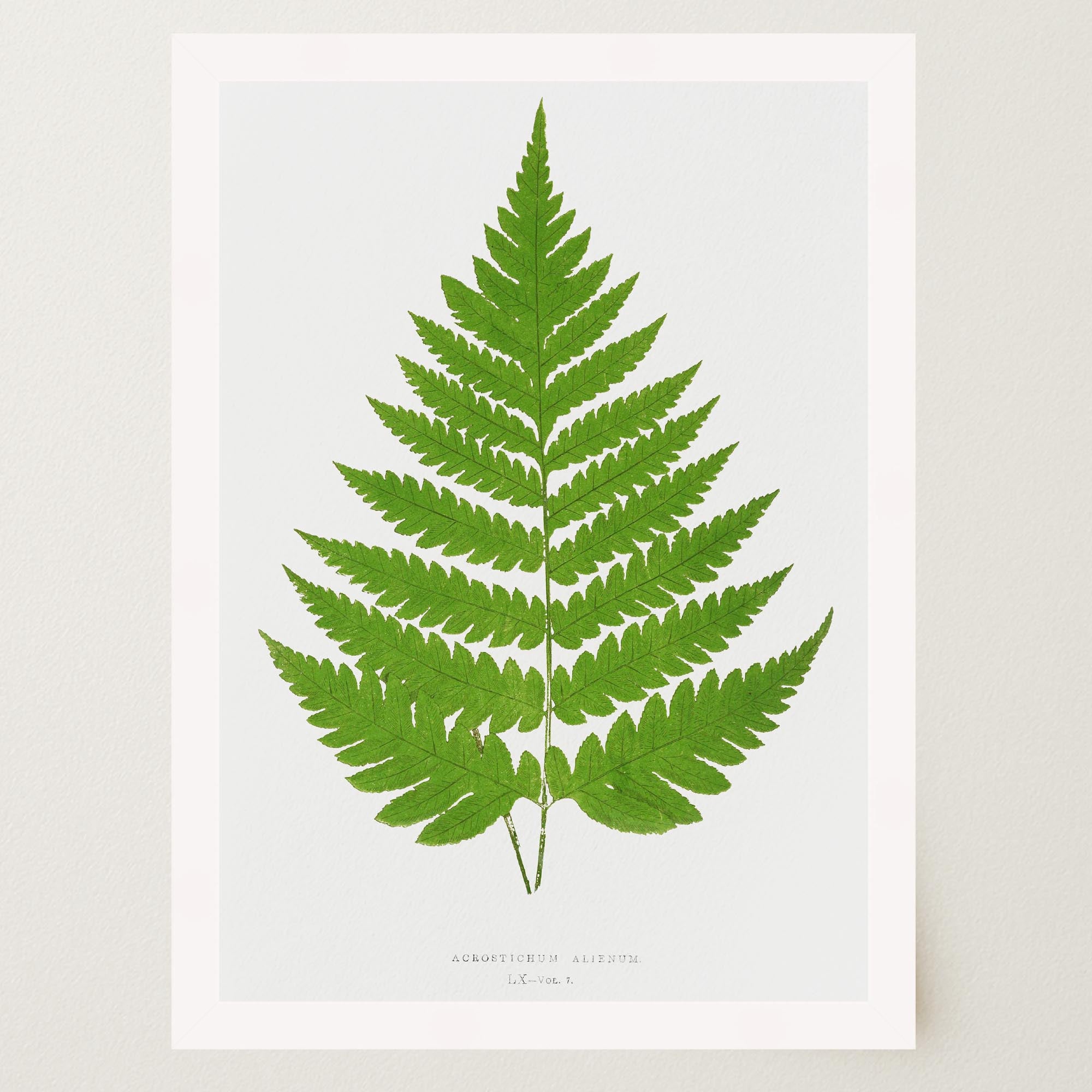 Vintage Fern Botanical Wall Art Print-Skudaboo