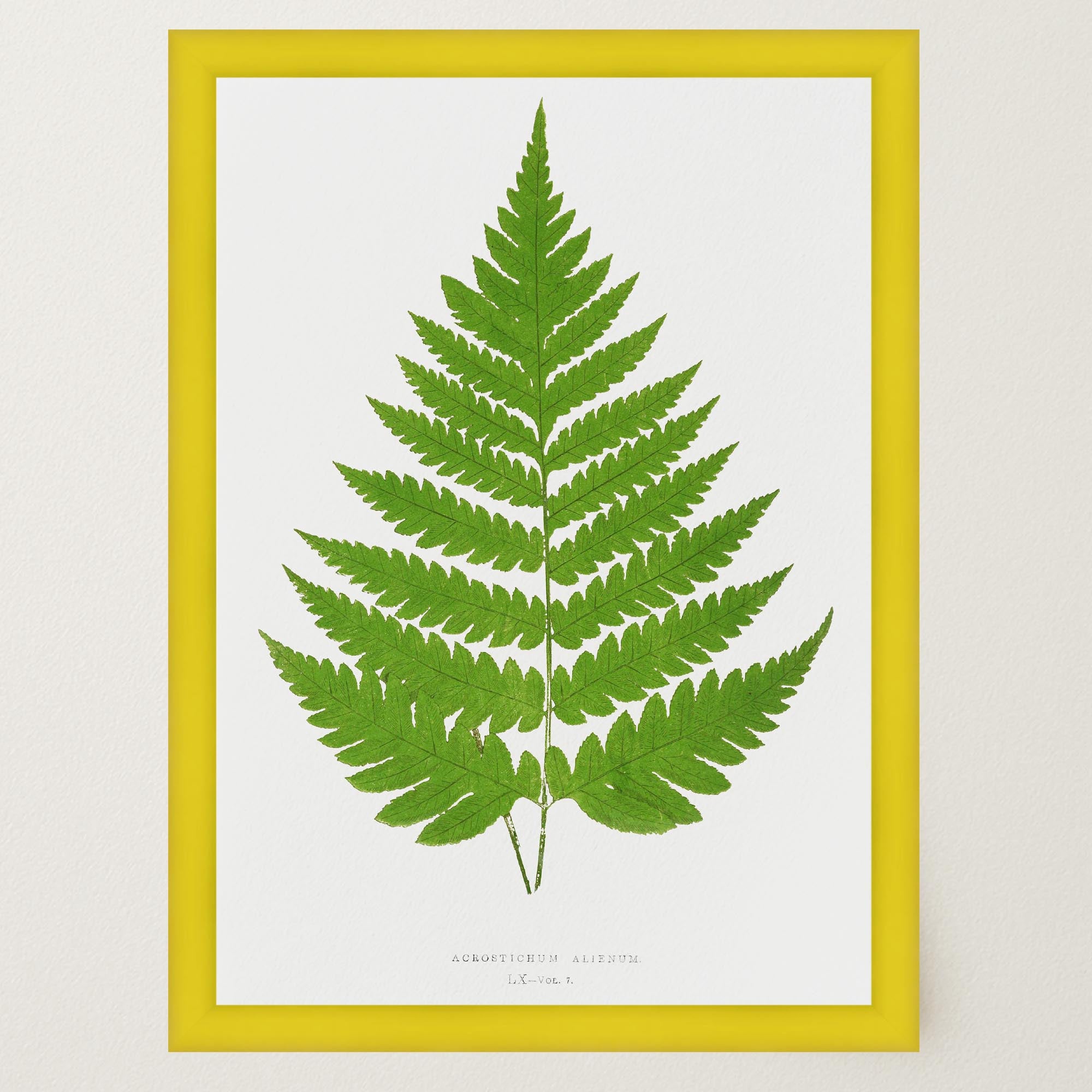 Vintage Fern Botanical Wall Art Print-Skudaboo