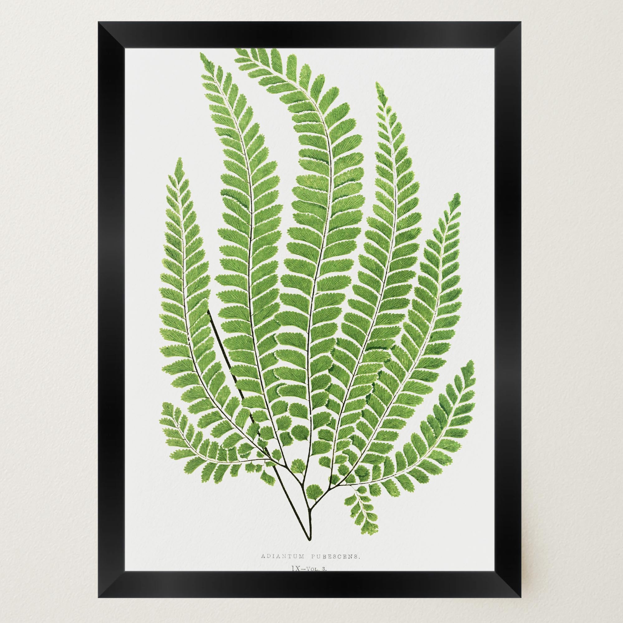 Vintage Fern Botanical Wall Art Print-Skudaboo