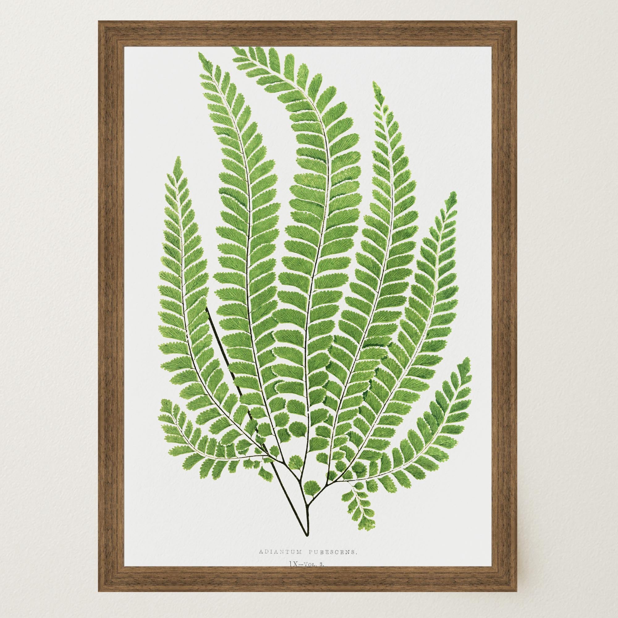 Vintage Fern Botanical Wall Art Print-Skudaboo
