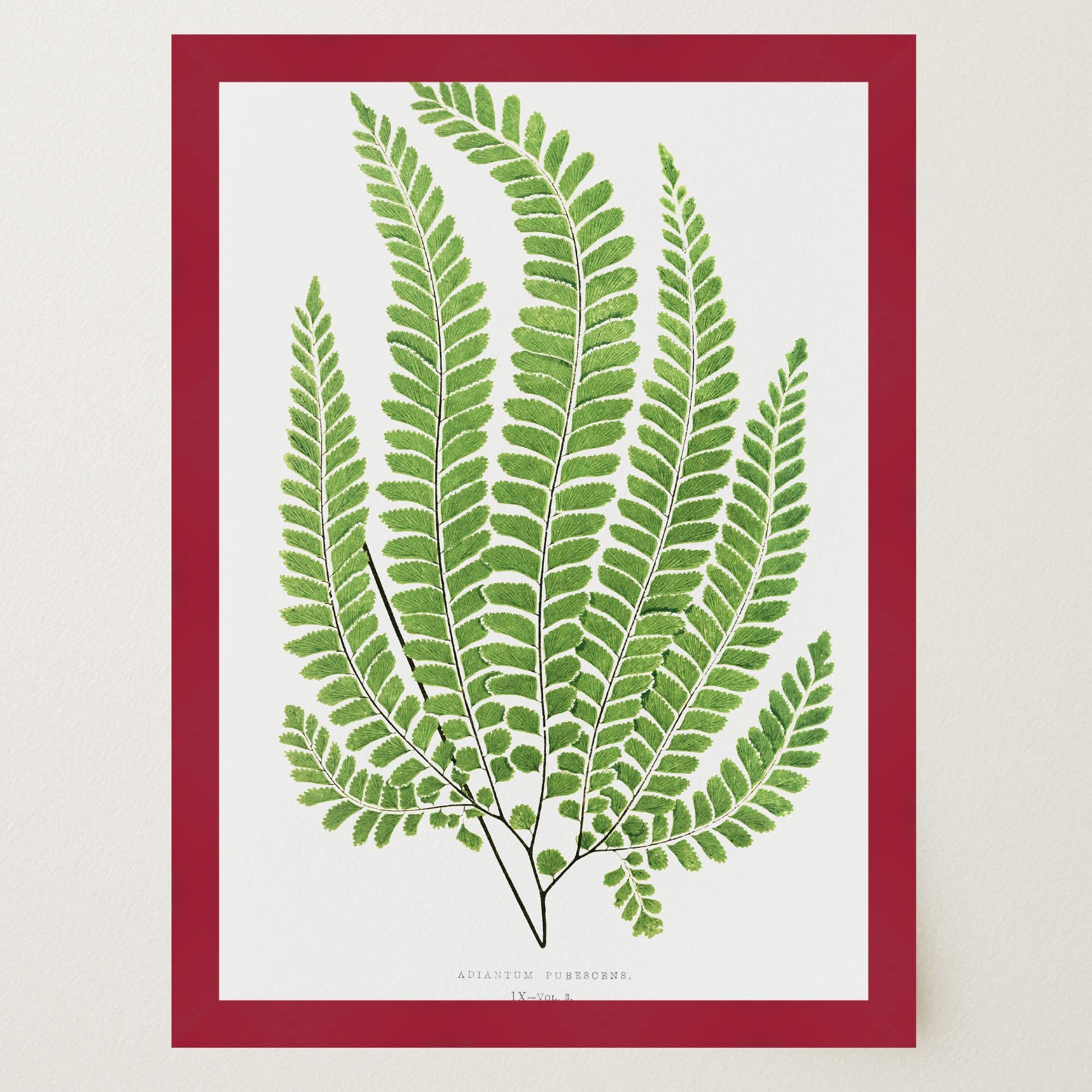 Vintage Fern Botanical Wall Art Print-Skudaboo