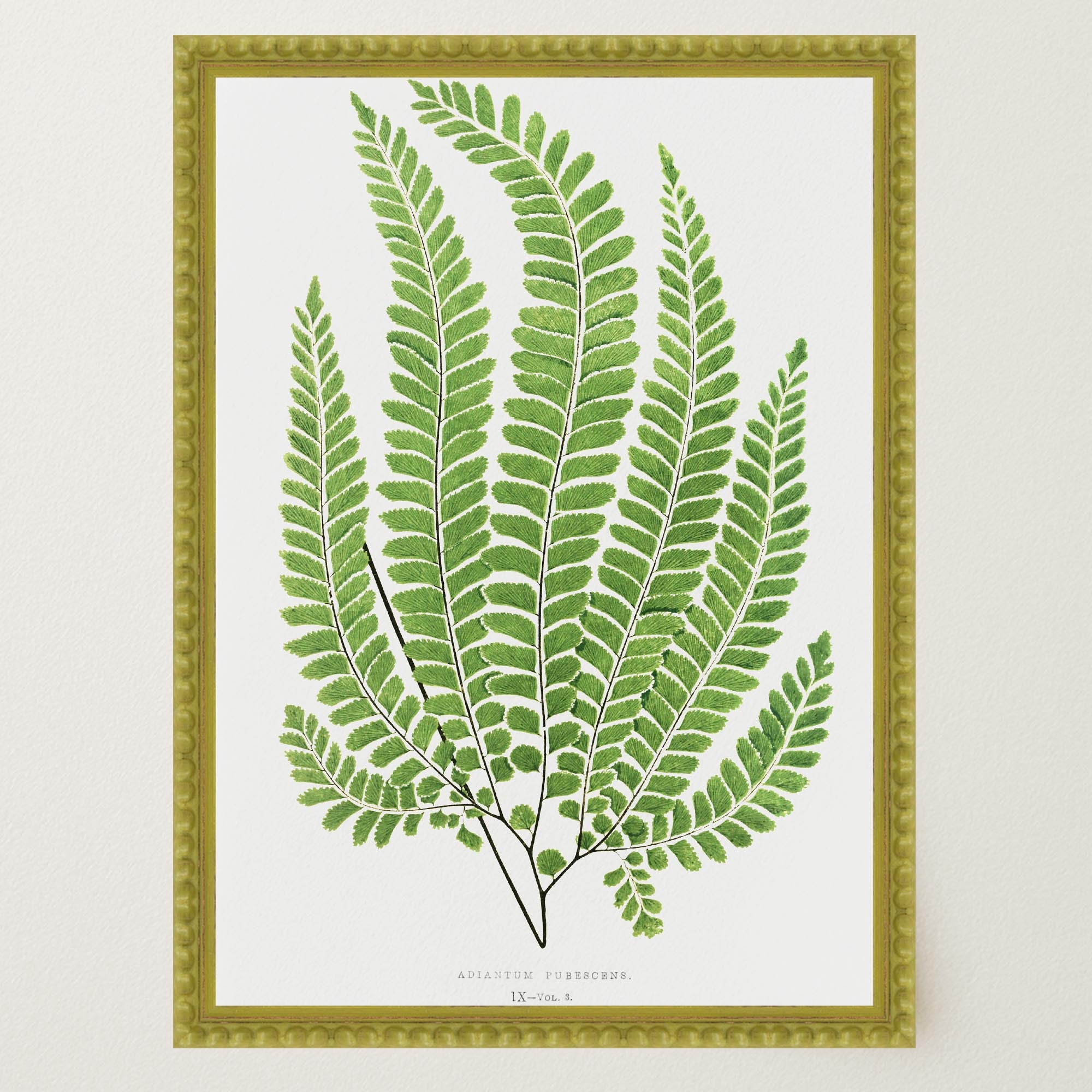Vintage Fern Botanical Wall Art Print-Skudaboo