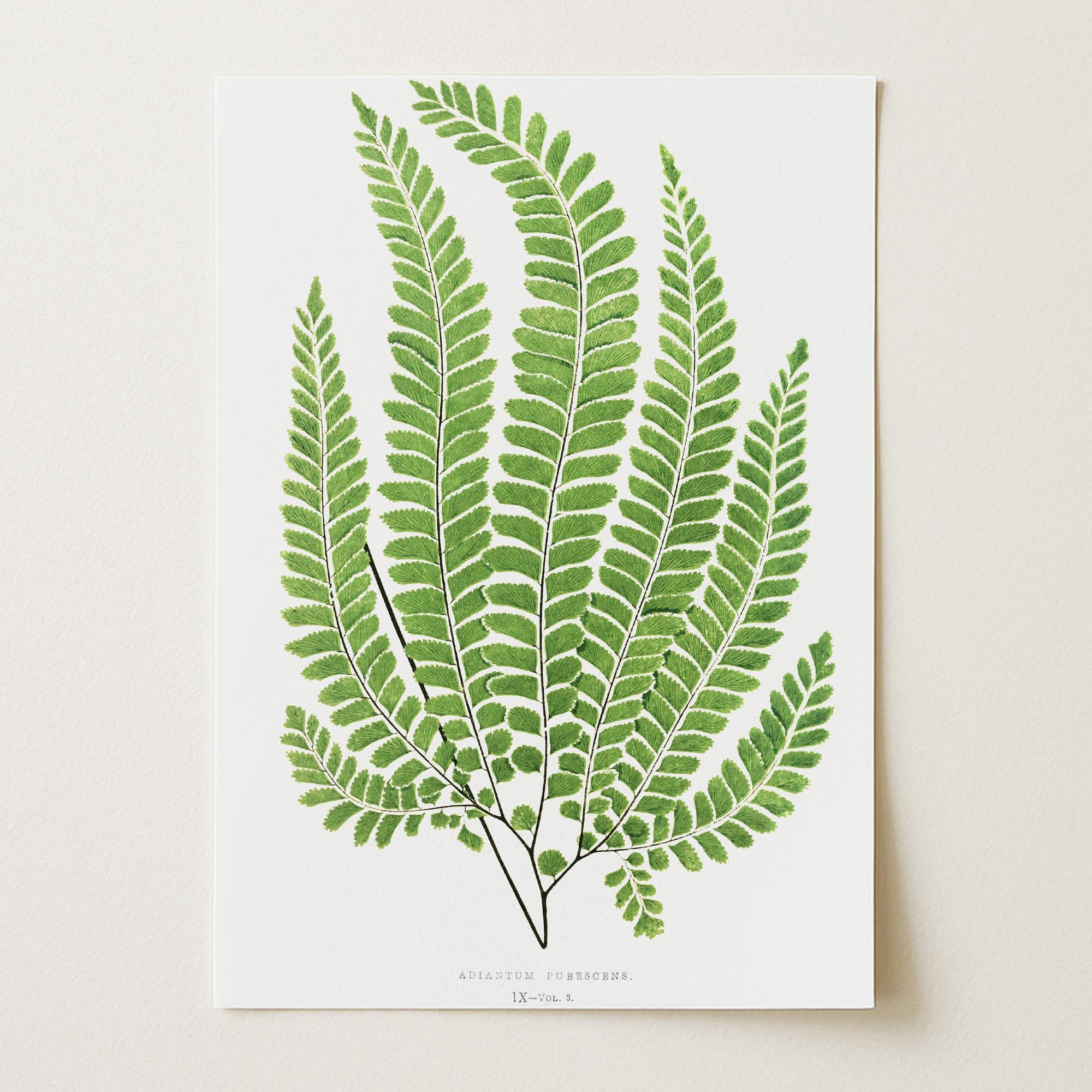 Vintage Fern Botanical Wall Art Print-Skudaboo
