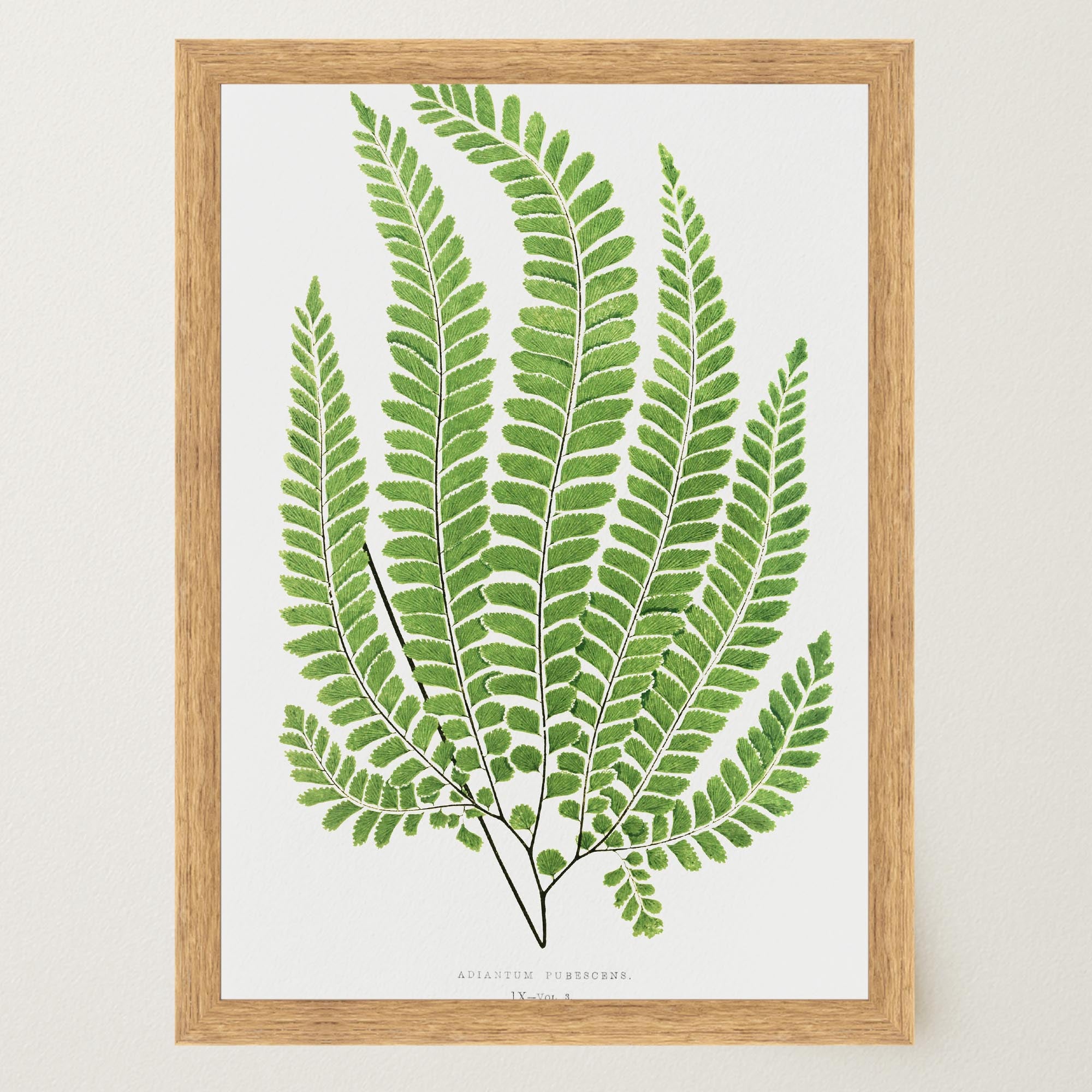Vintage Fern Botanical Wall Art Print-Skudaboo