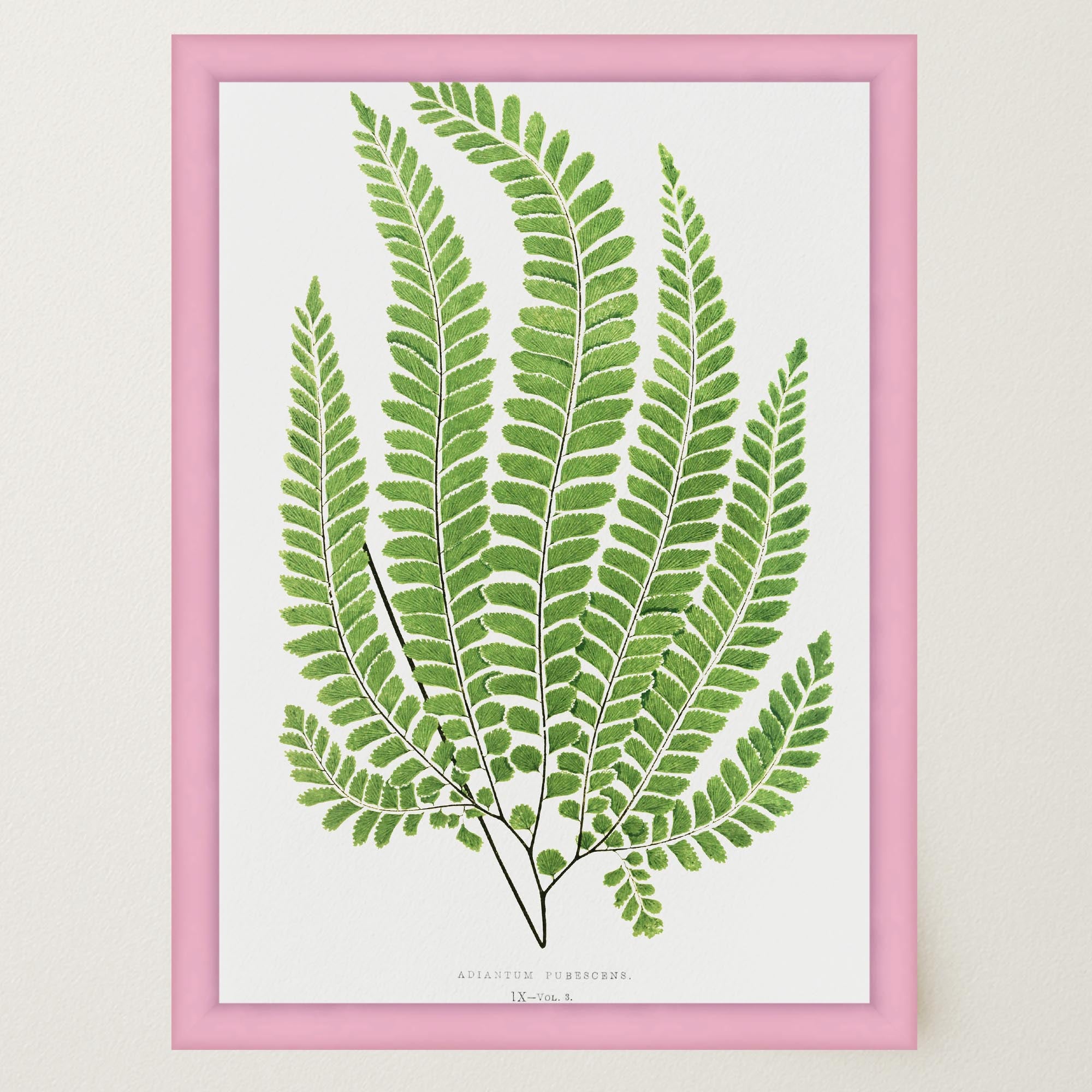 Vintage Fern Botanical Wall Art Print-Skudaboo