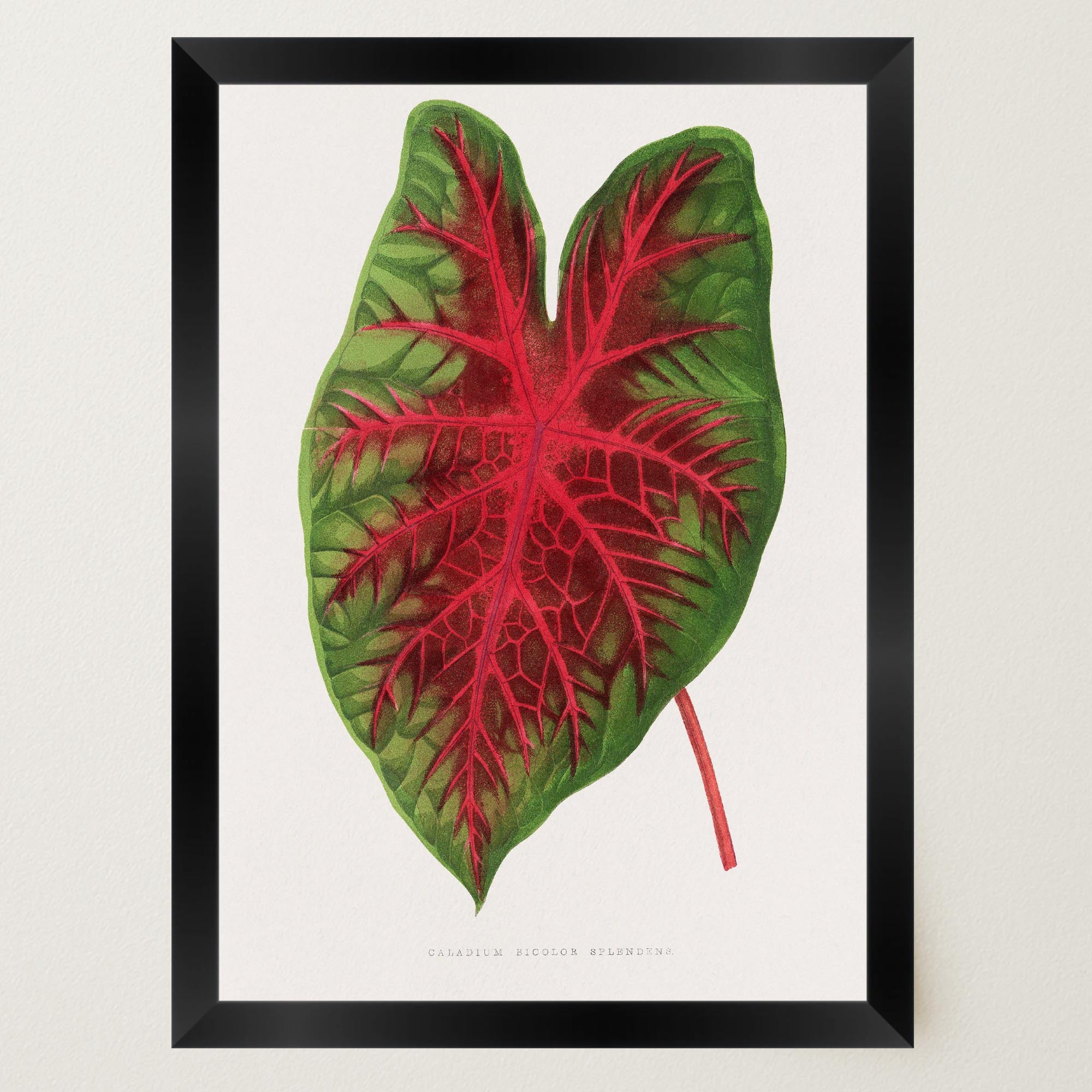 Caladium Bicolour Vintage Botanical Wall Art Print-Skudaboo