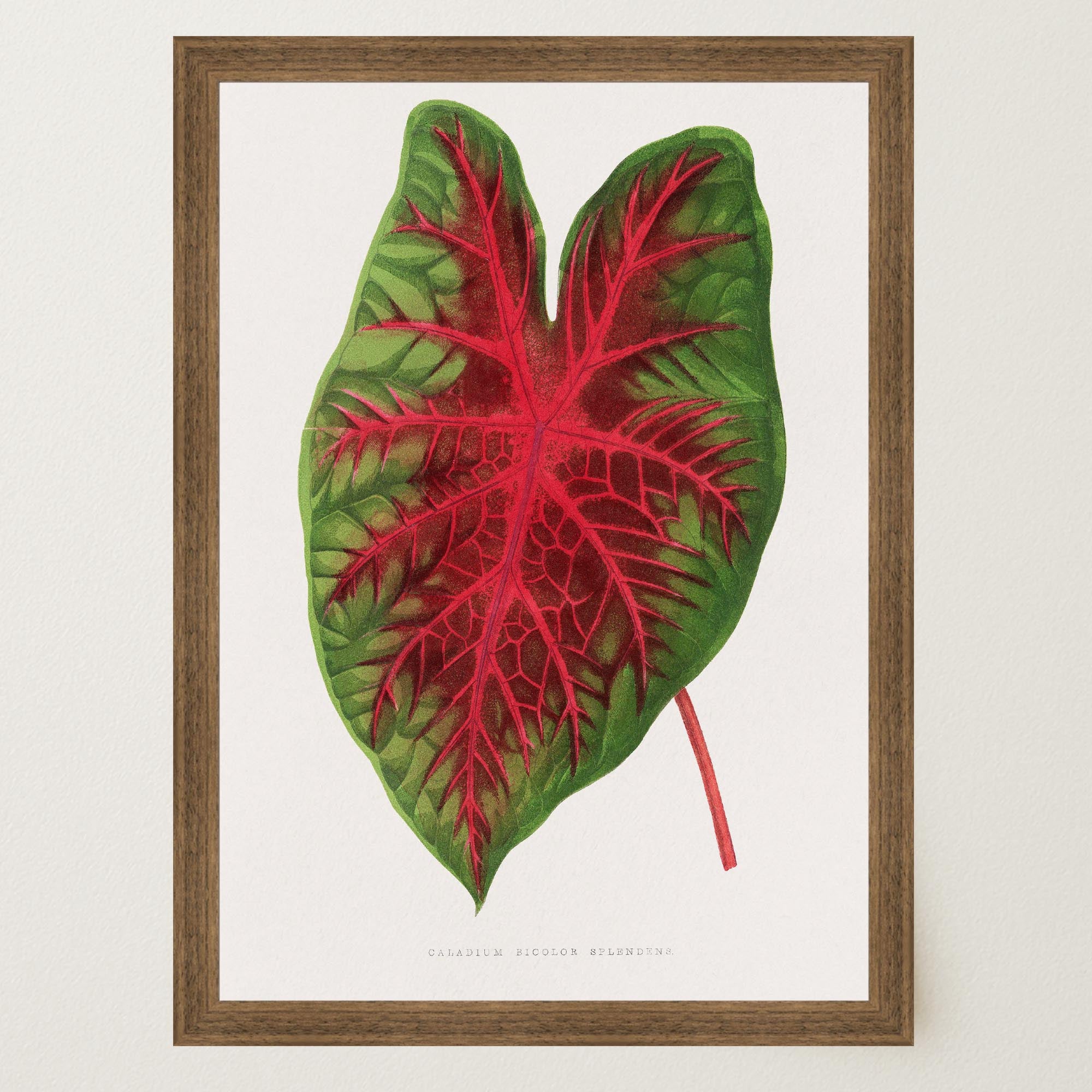 Caladium Bicolour Vintage Botanical Wall Art Print-Skudaboo