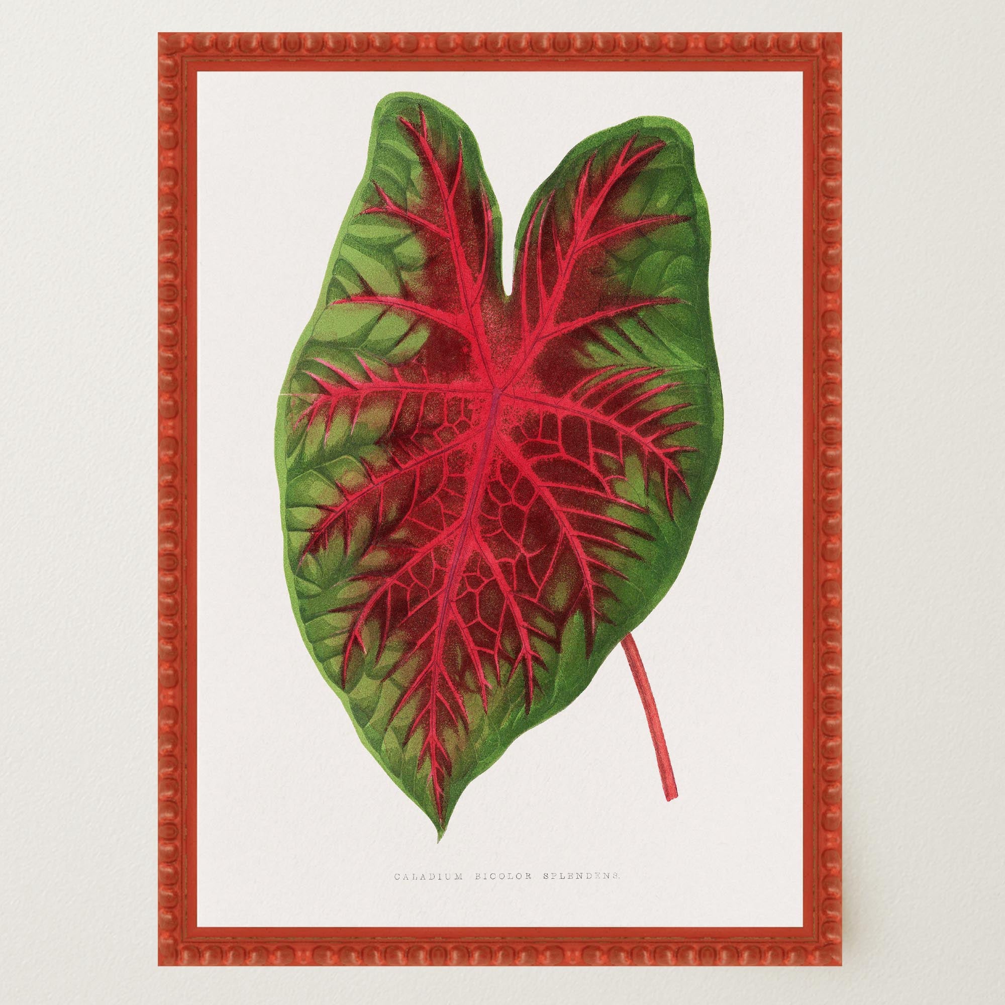 Caladium Bicolour Vintage Botanical Wall Art Print-Skudaboo