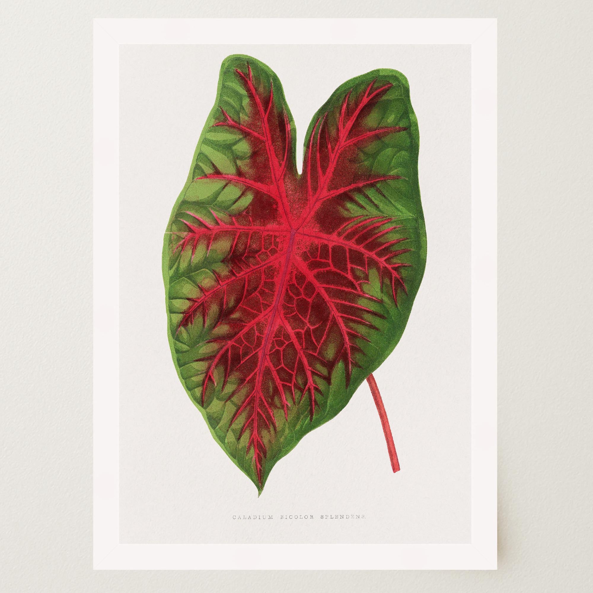 Caladium Bicolour Vintage Botanical Wall Art Print-Skudaboo