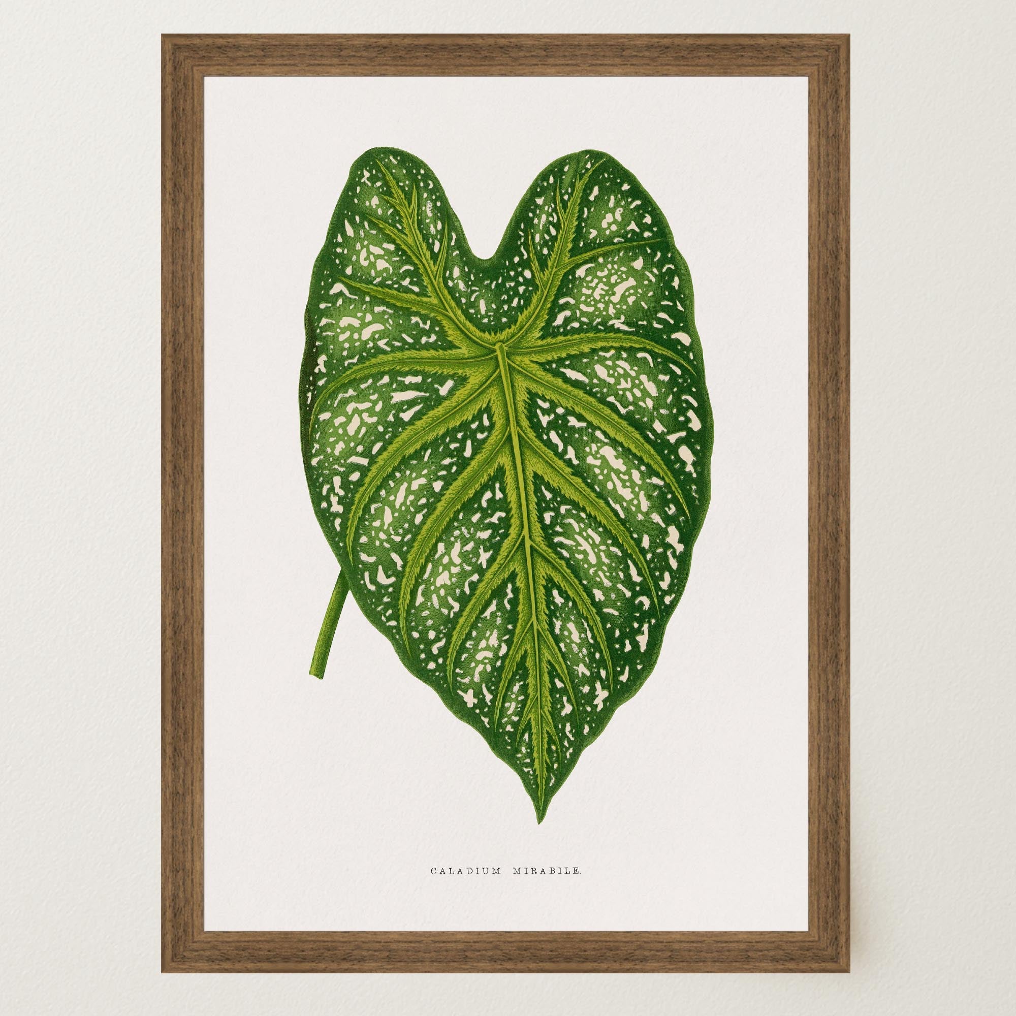 Green Leaf Botanical Vintage Wall Art Print-Skudaboo