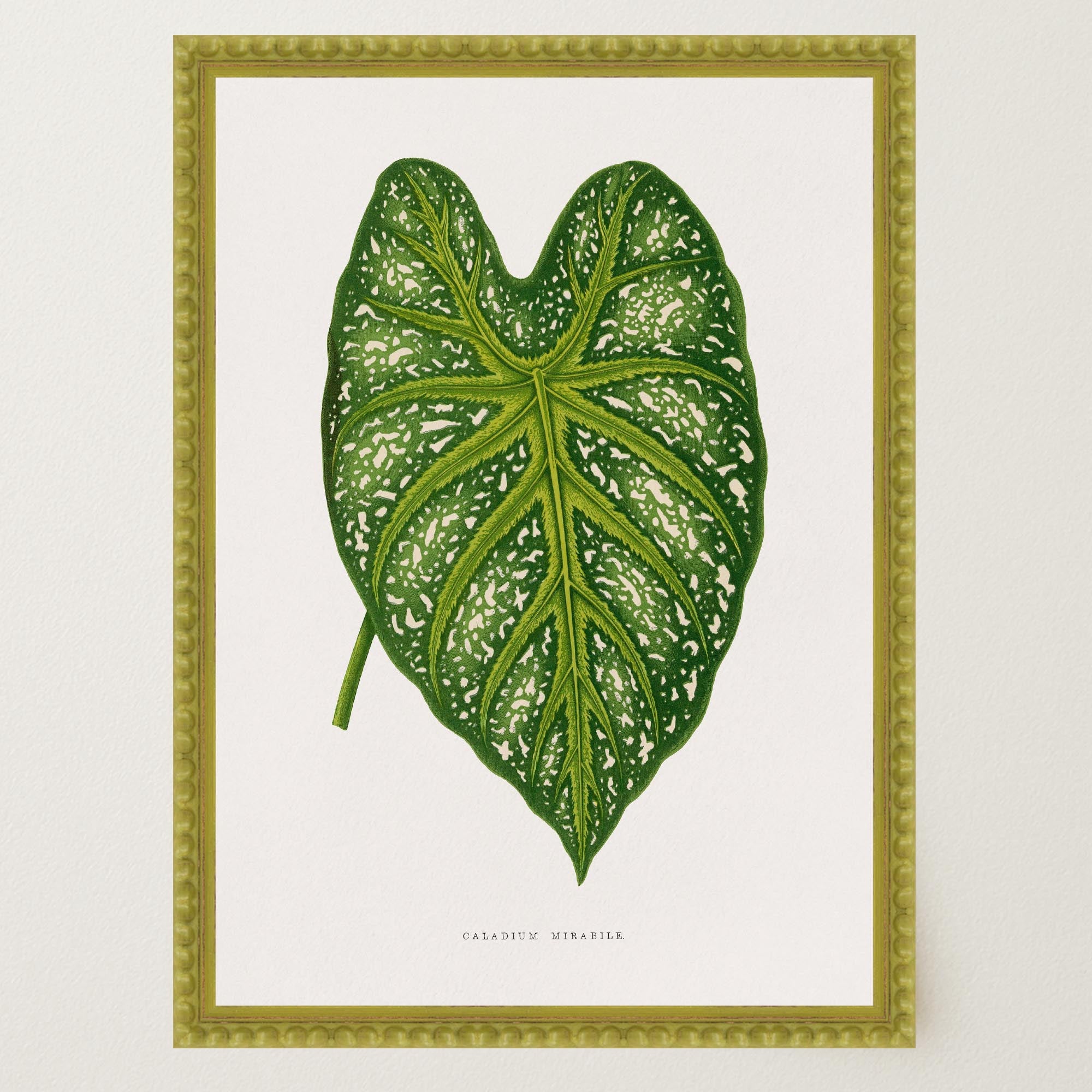 Green Leaf Botanical Vintage Wall Art Print-Skudaboo