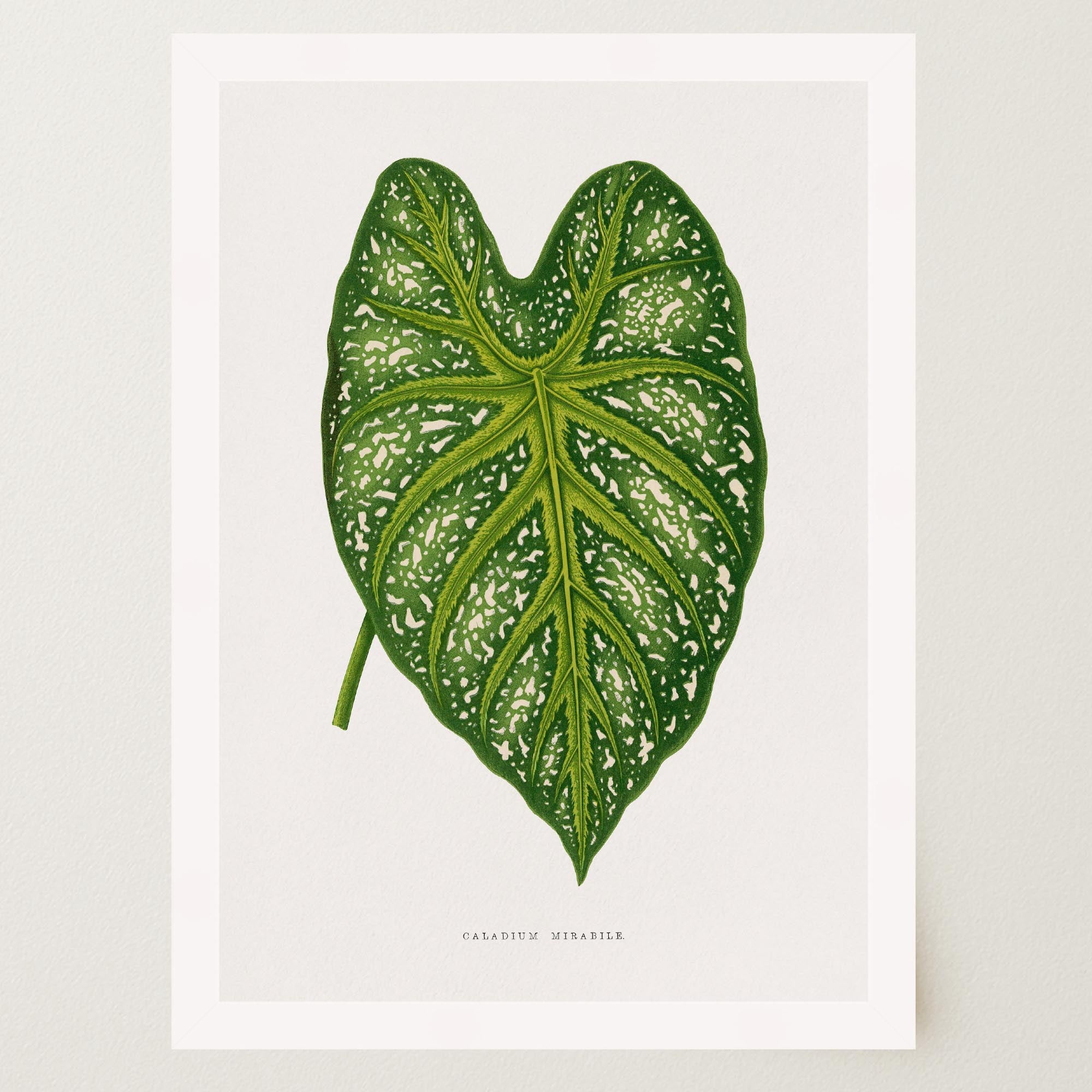 Green Leaf Botanical Vintage Wall Art Print-Skudaboo