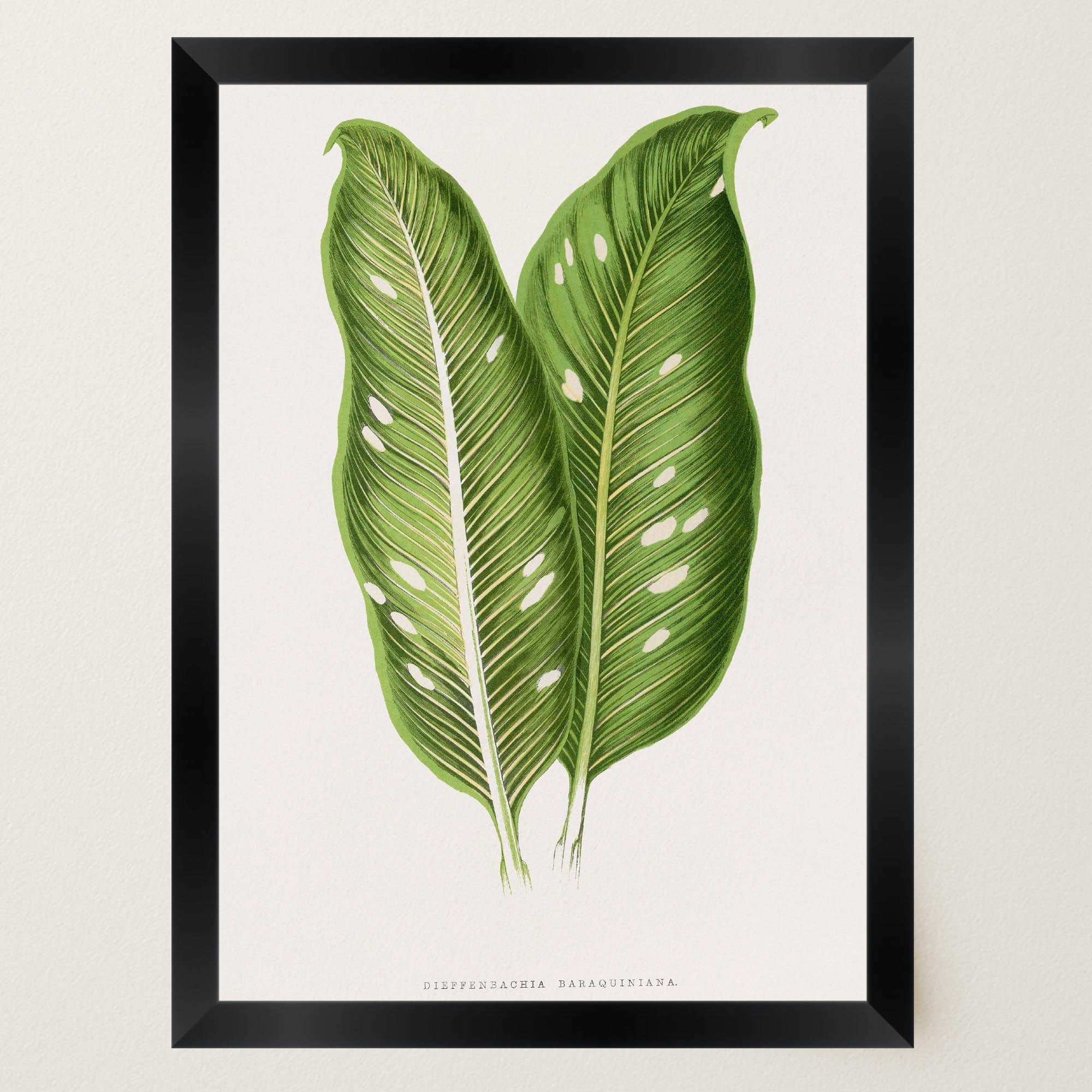 Botanical Leaf Study Vintage Wall Art Print-Skudaboo