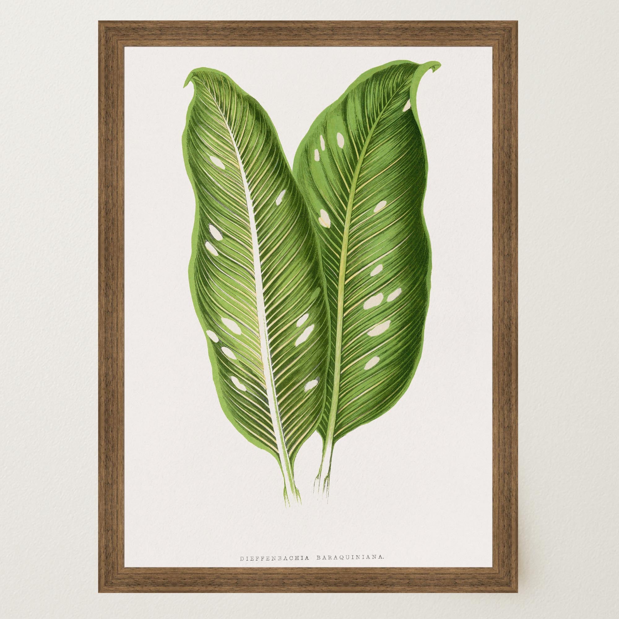 Botanical Leaf Study Vintage Wall Art Print-Skudaboo