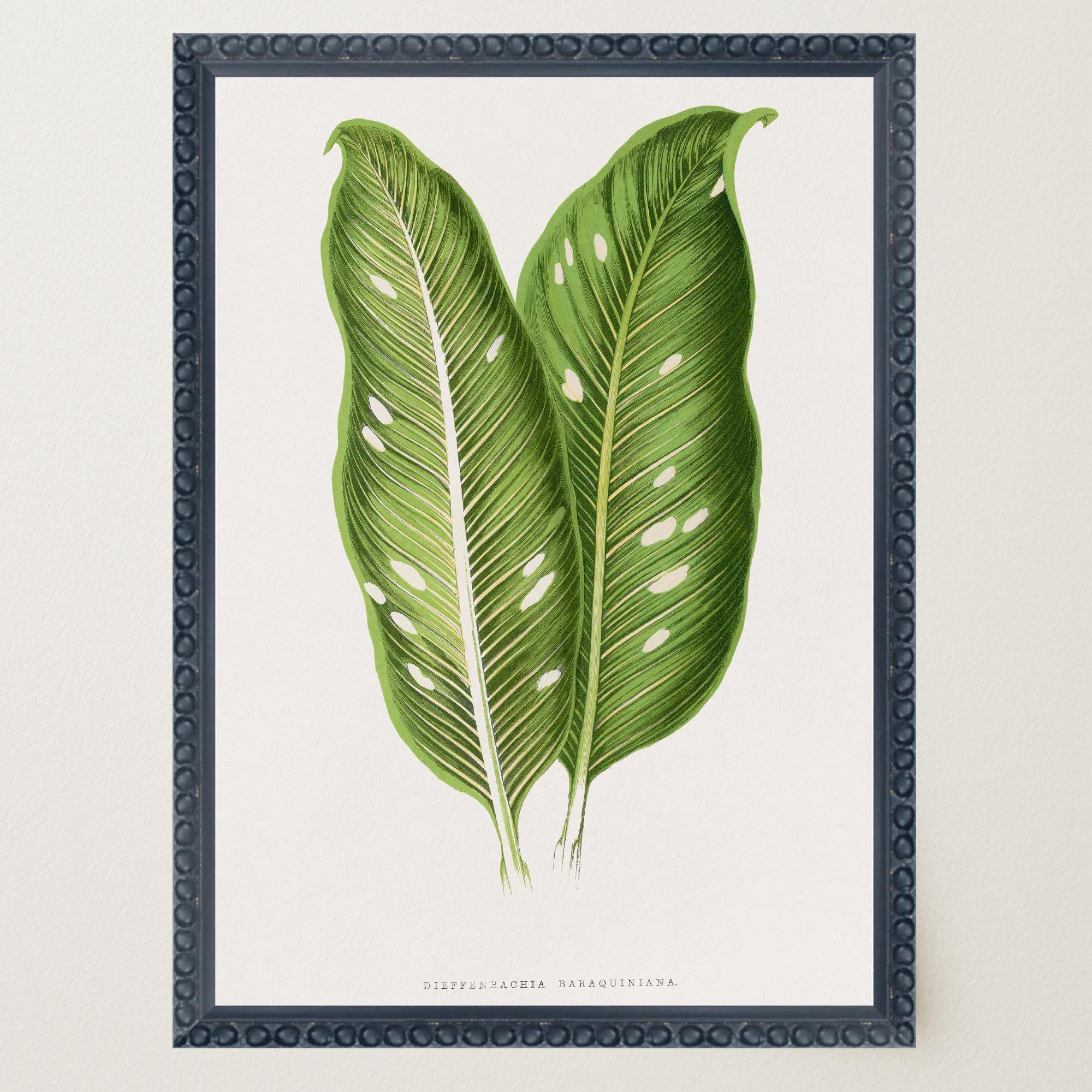 Botanical Leaf Study Vintage Wall Art Print-Skudaboo