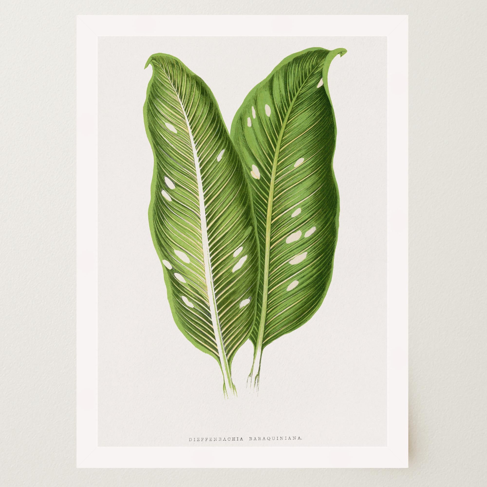 Botanical Leaf Study Vintage Wall Art Print-Skudaboo