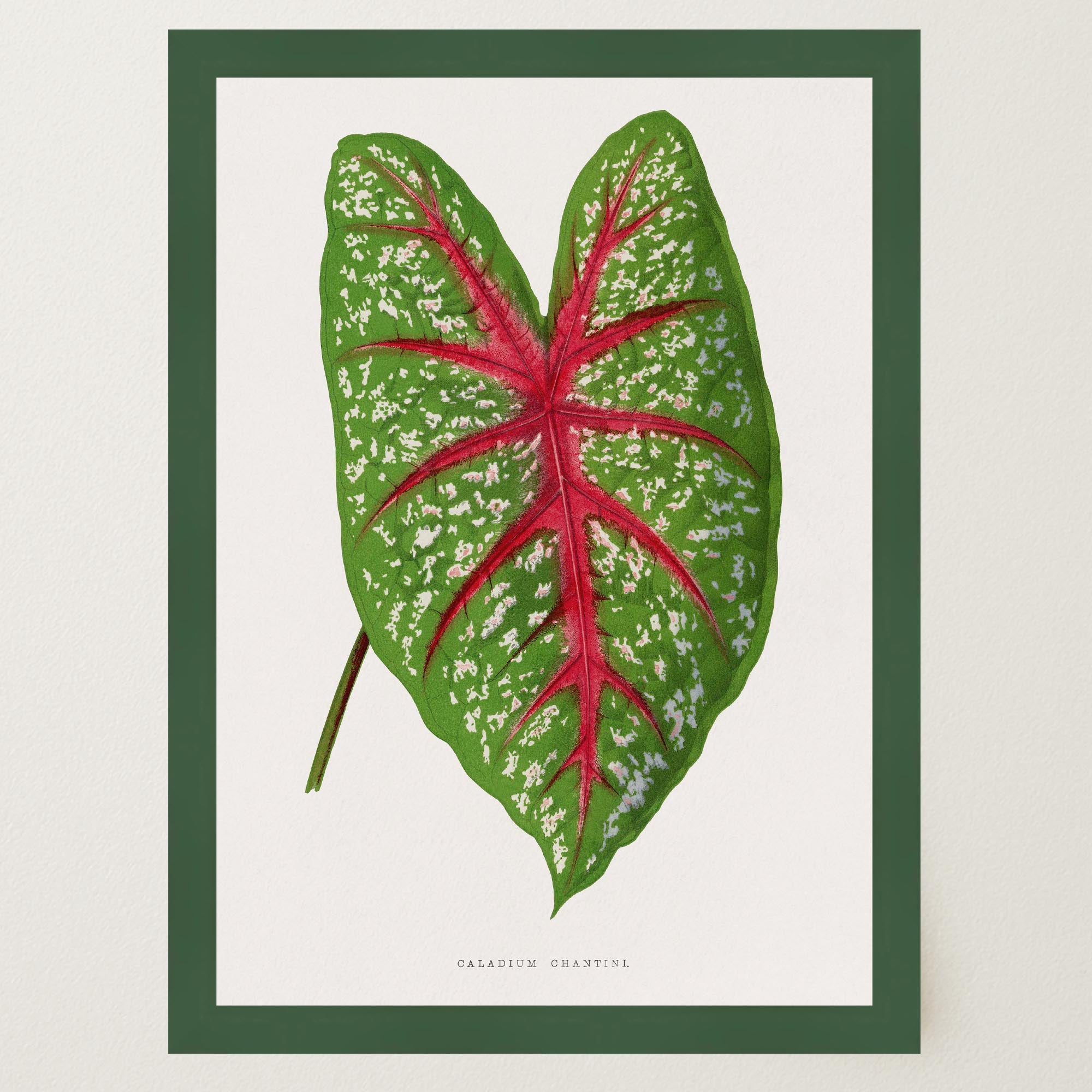 Green & Pink Leaf Botanical Vintage Art Print-Skudaboo