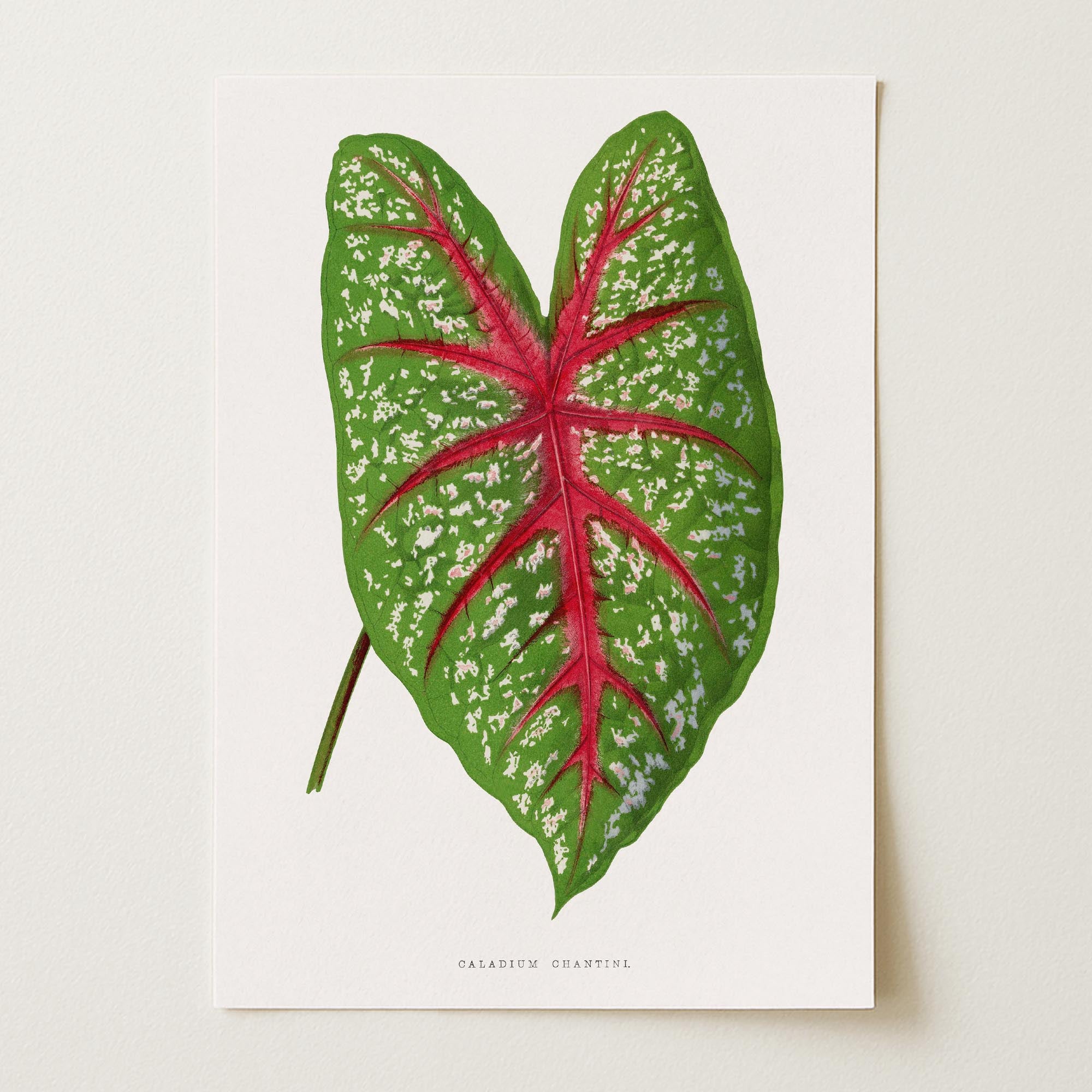 Green & Pink Leaf Botanical Vintage Art Print-Skudaboo