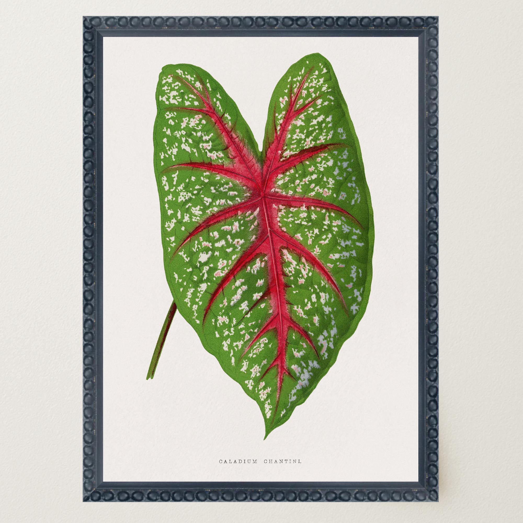 Green & Pink Leaf Botanical Vintage Art Print-Skudaboo
