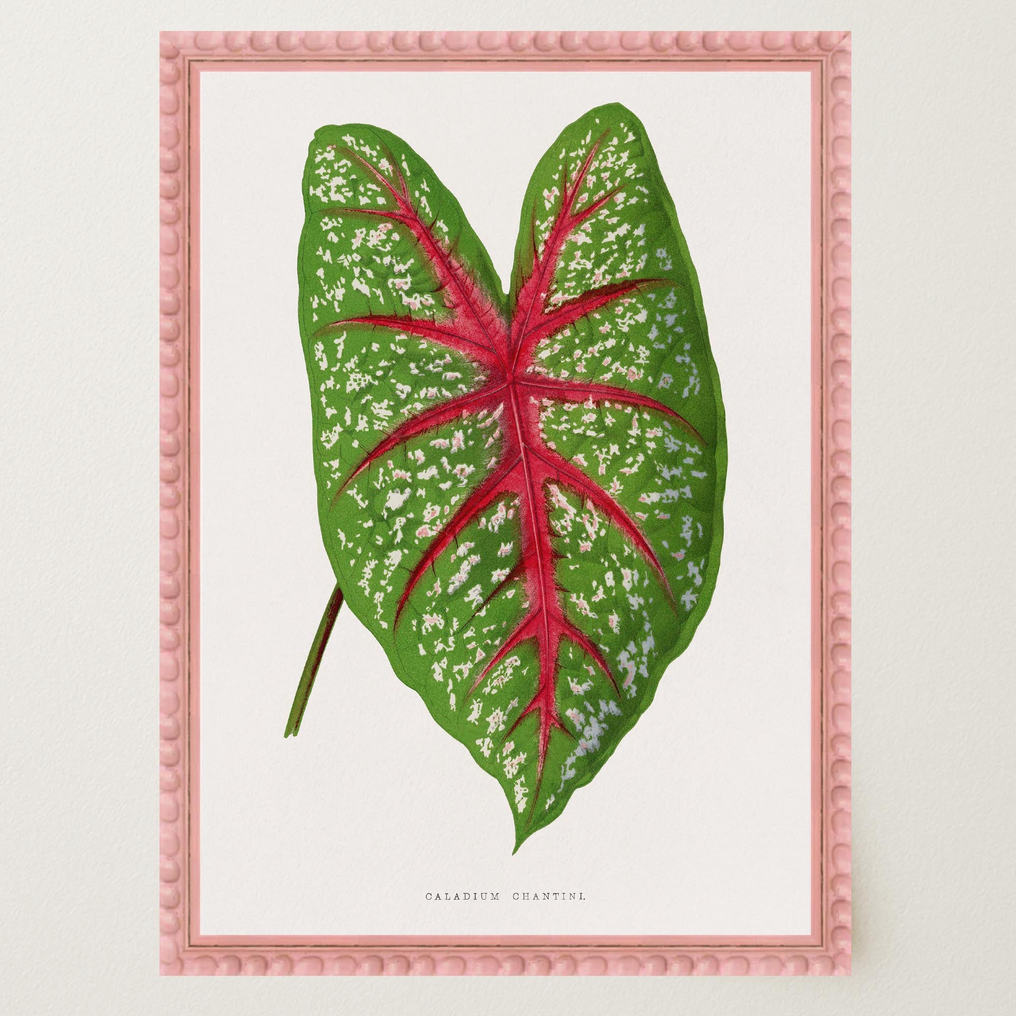 Green & Pink Leaf Botanical Vintage Art Print-Skudaboo