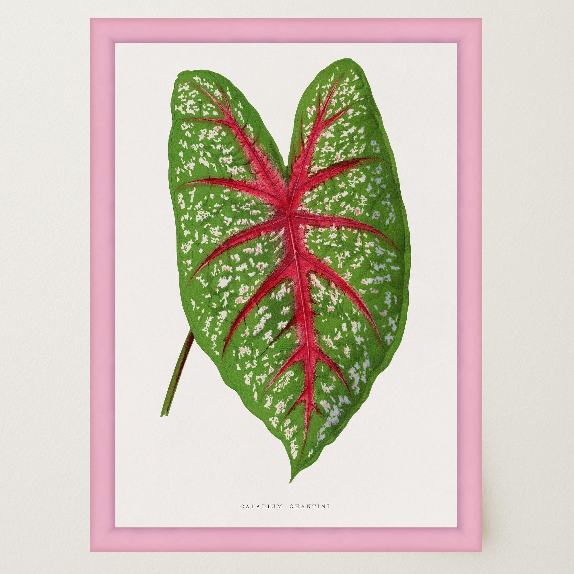Green & Pink Leaf Botanical Vintage Art Print-Skudaboo