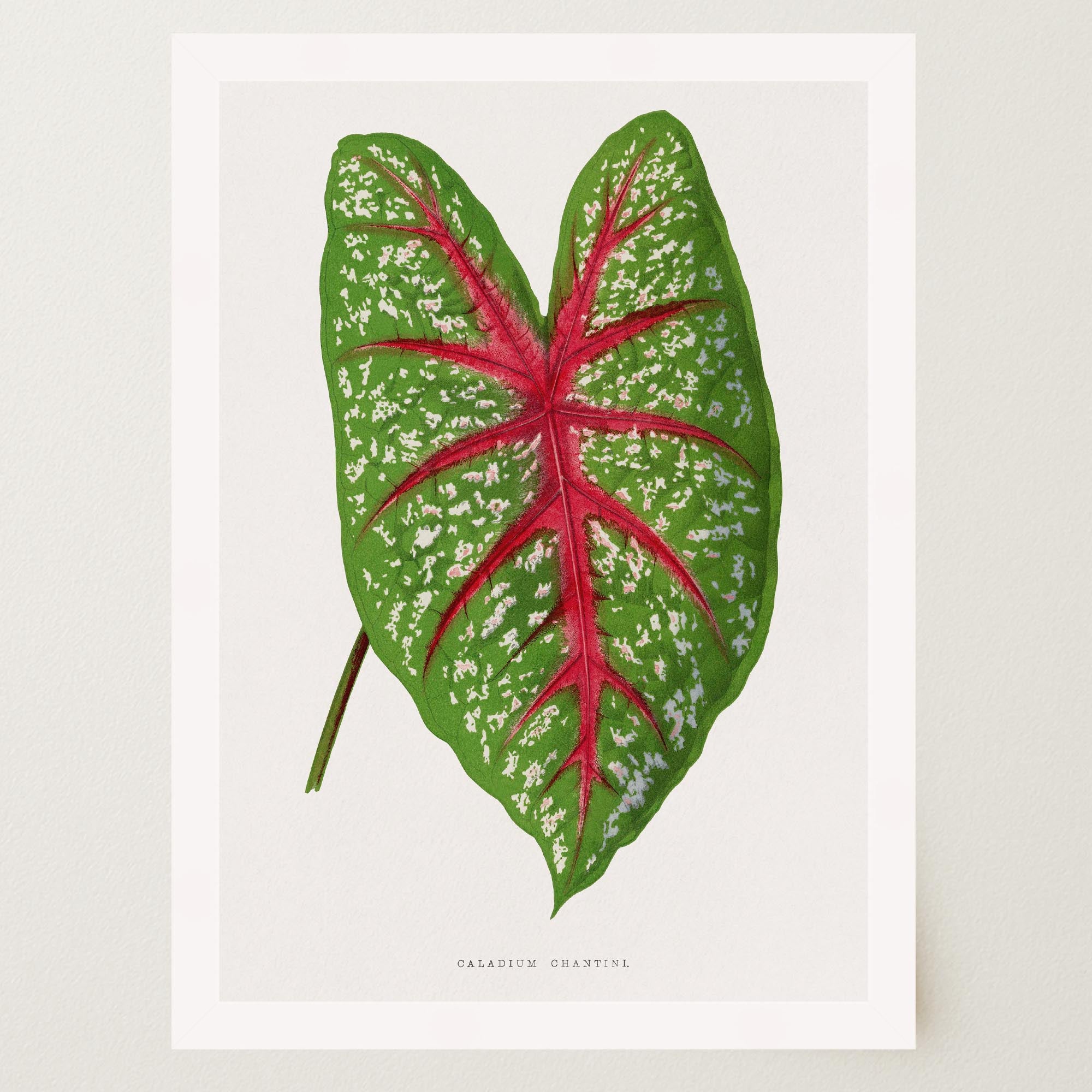 Green & Pink Leaf Botanical Vintage Art Print-Skudaboo