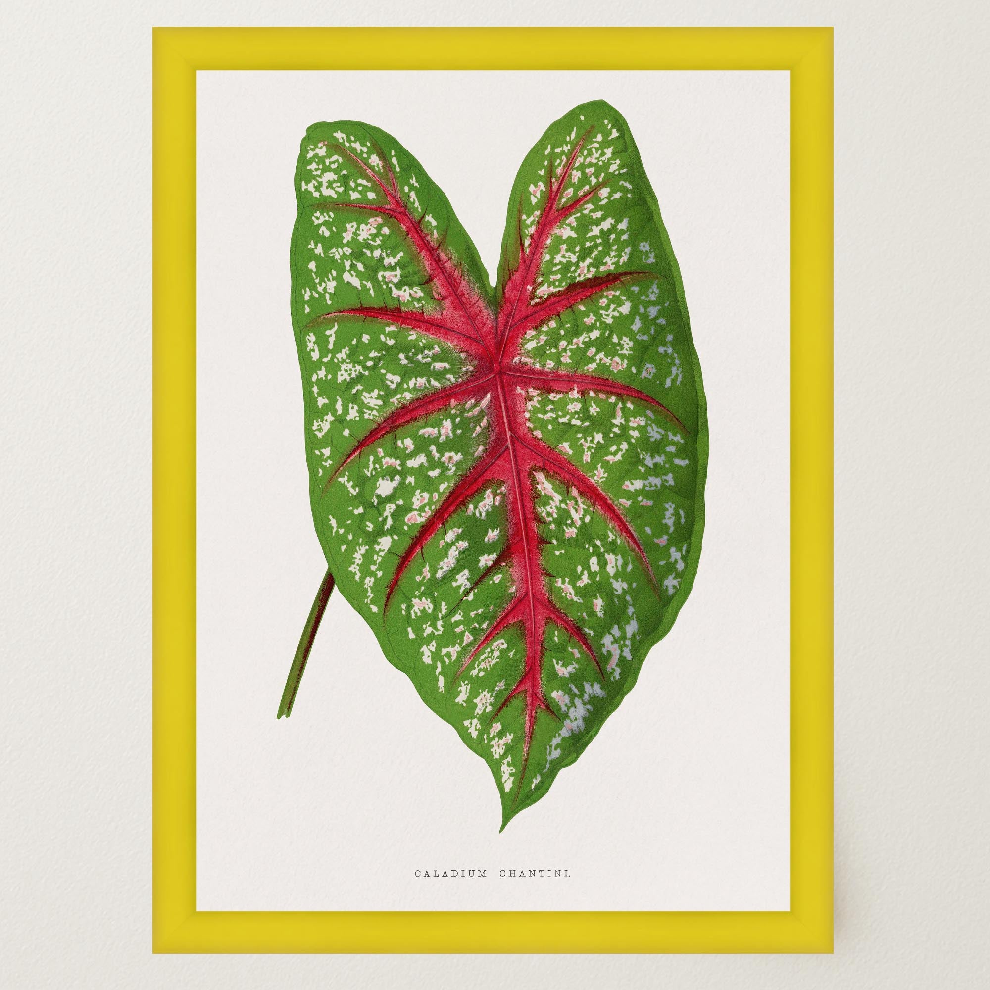 Green & Pink Leaf Botanical Vintage Art Print-Skudaboo