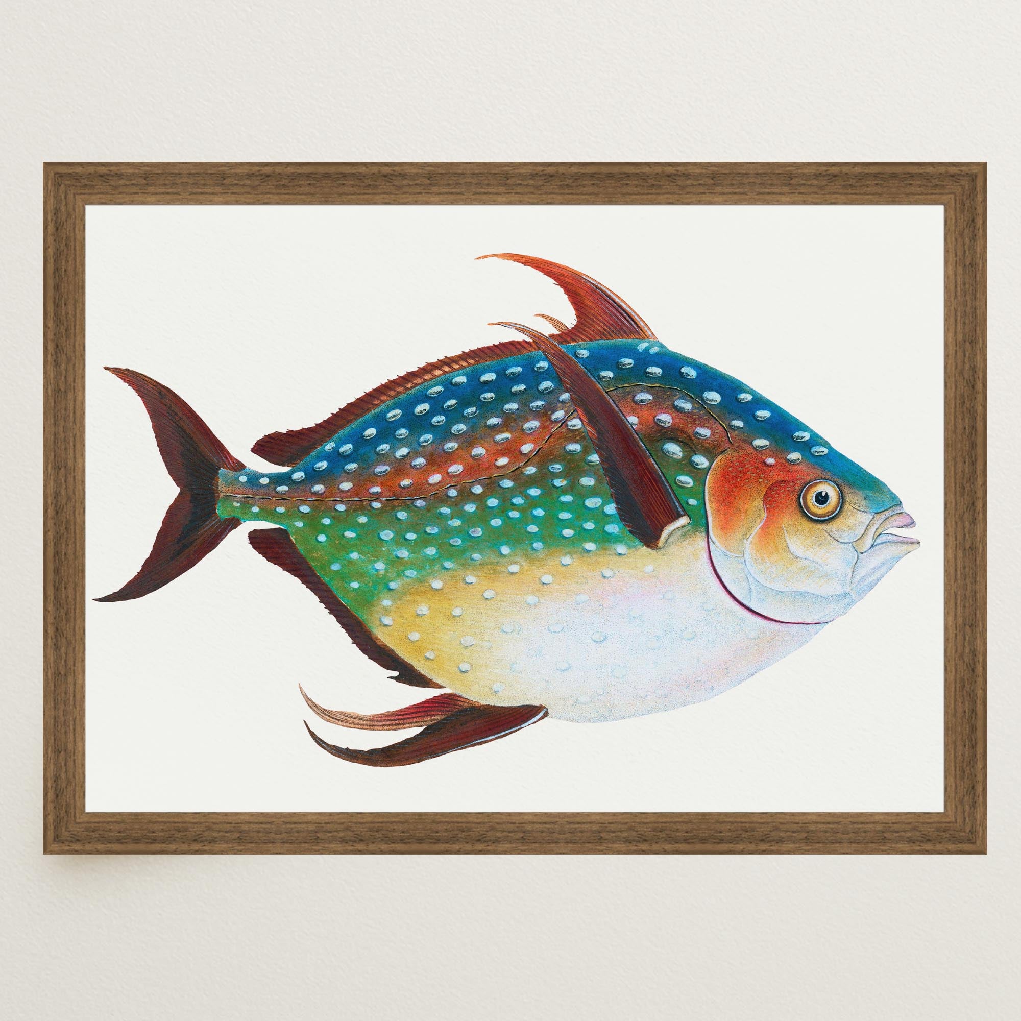 Opah Fish Vintage Wall Art Print-Skudaboo