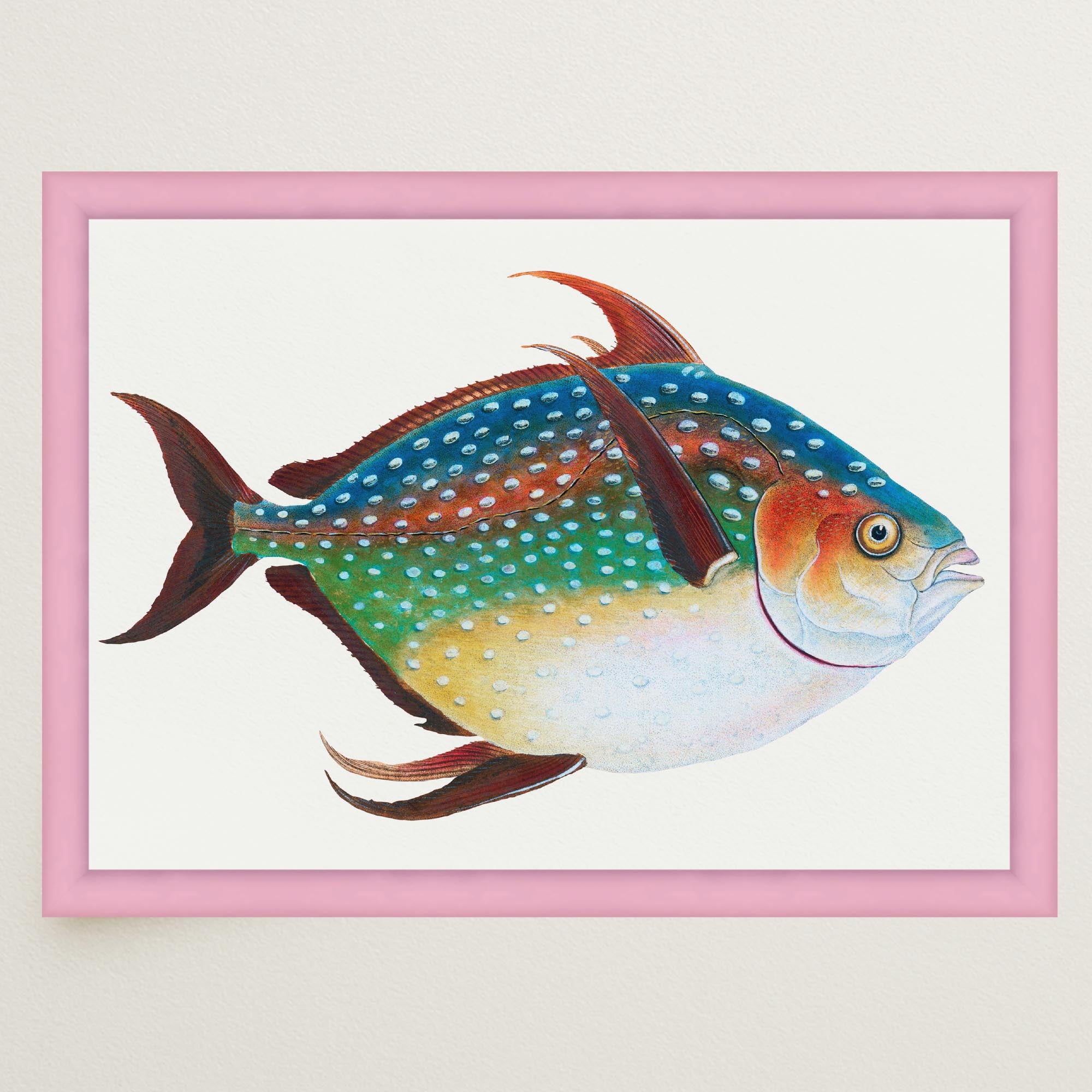 Opah Fish Vintage Wall Art Print-Skudaboo