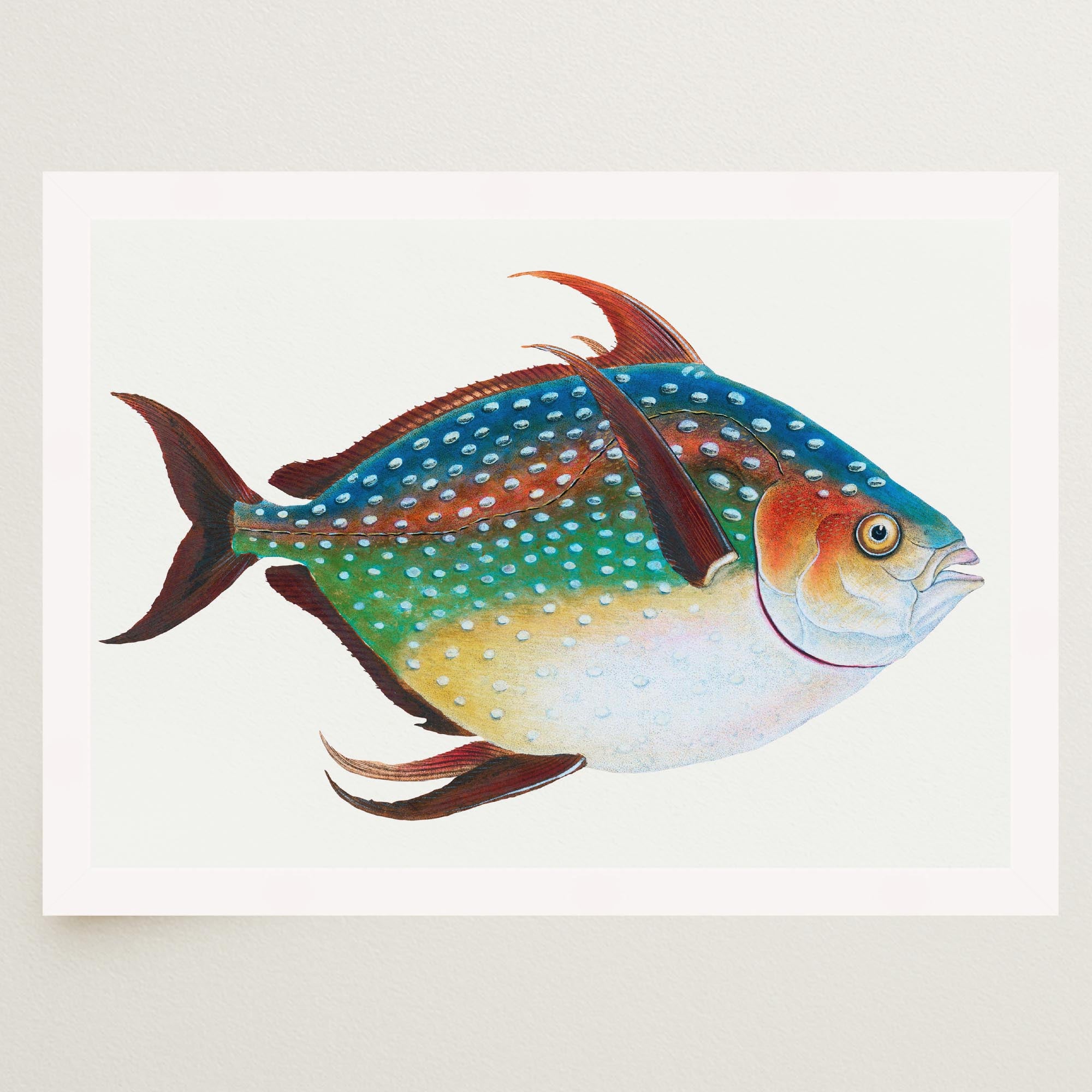 Opah Fish Vintage Wall Art Print-Skudaboo
