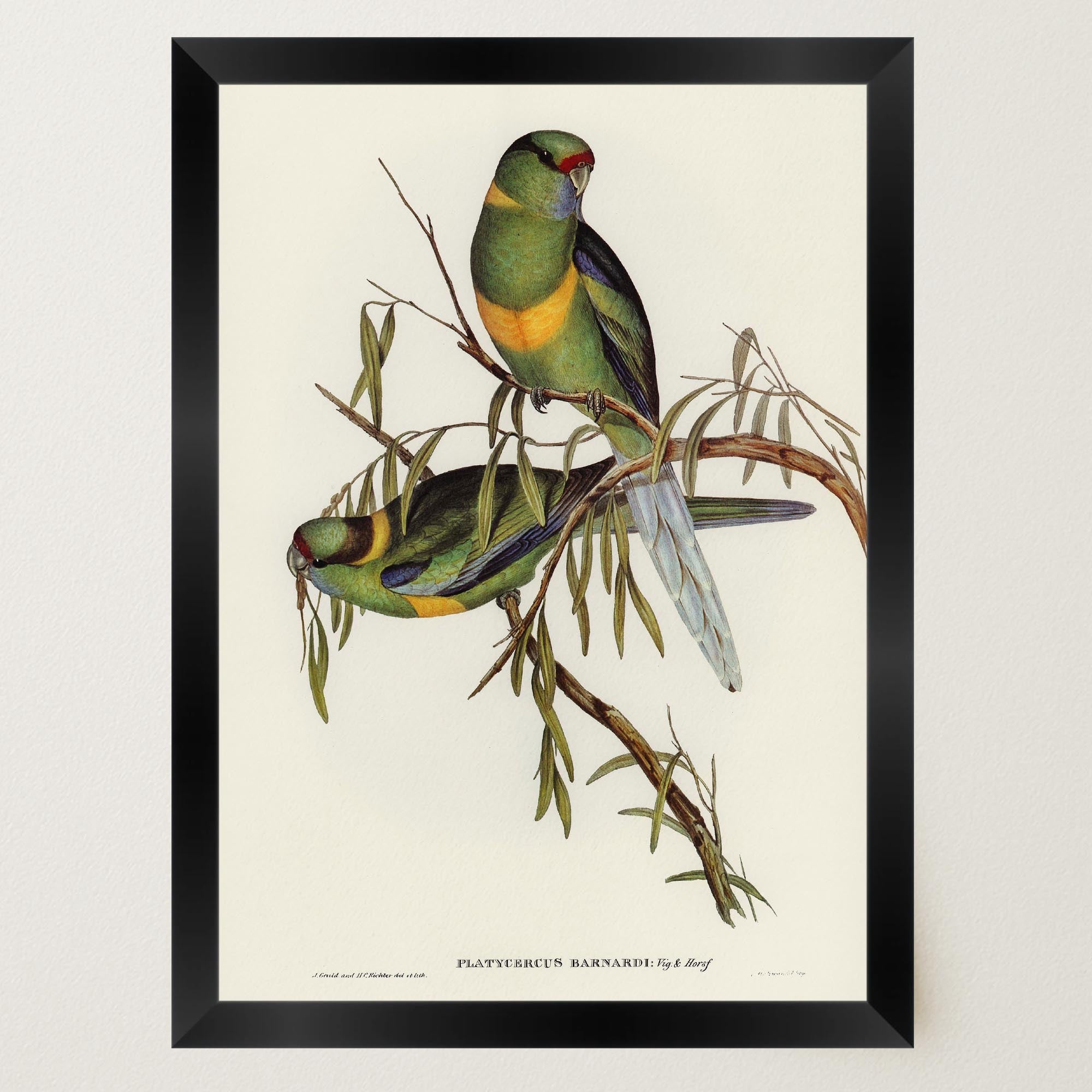 Barnard's Parakeet Vintage Bird Illustration Wall Art Print-Skudaboo