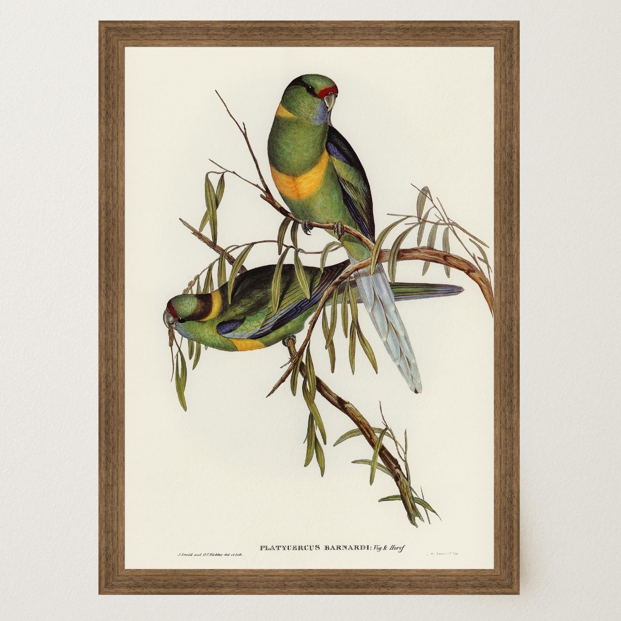 Barnard's Parakeet Vintage Bird Illustration Wall Art Print-Skudaboo