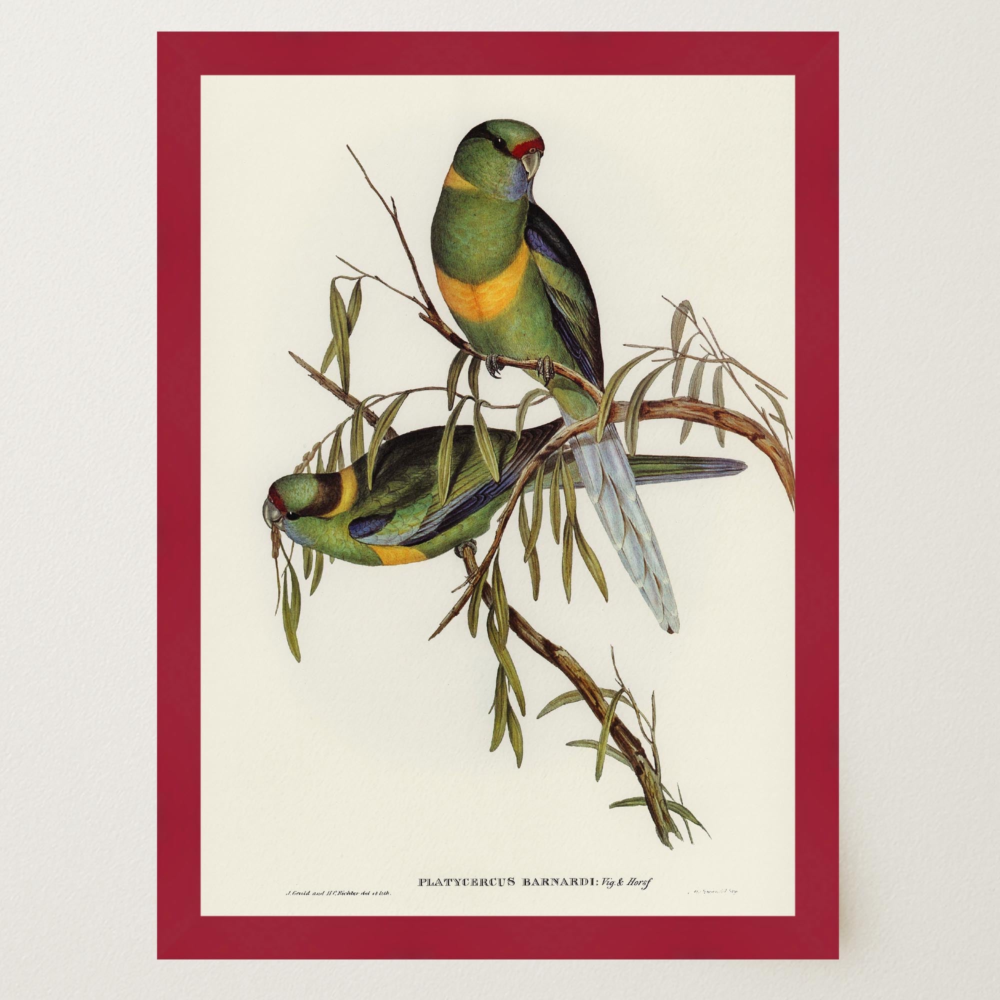 Barnard's Parakeet Vintage Bird Illustration Wall Art Print-Skudaboo