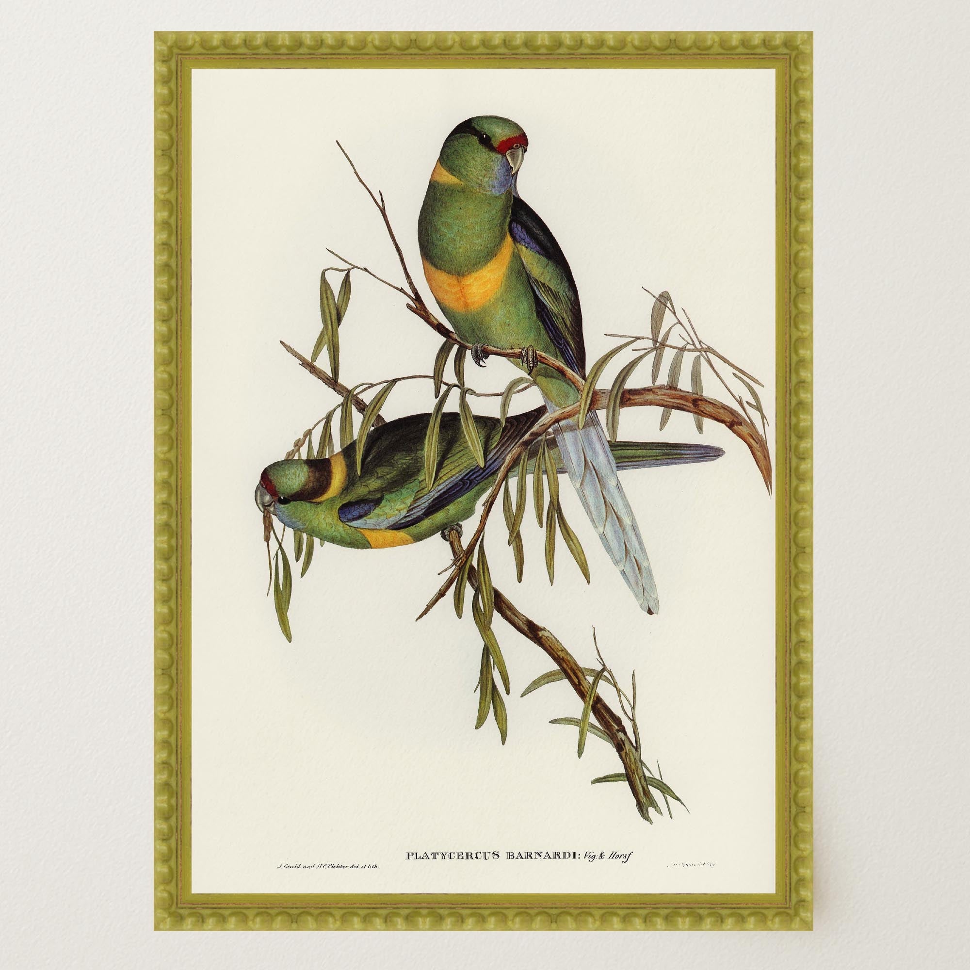 Barnard's Parakeet Vintage Bird Illustration Wall Art Print-Skudaboo