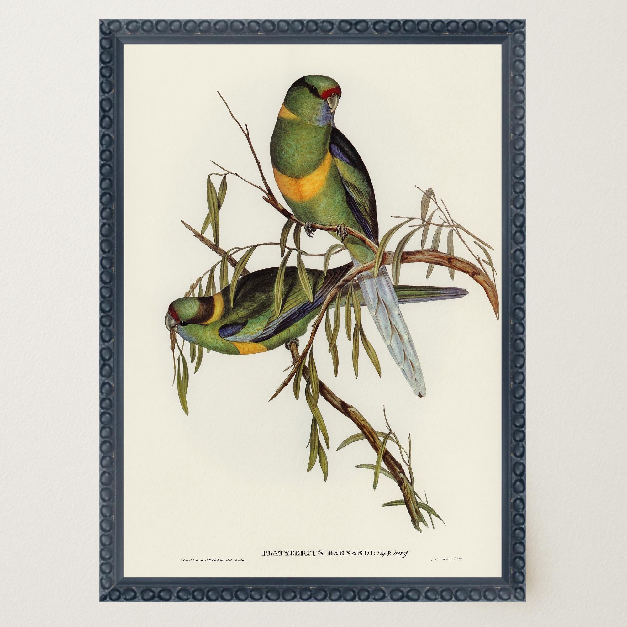 Barnard's Parakeet Vintage Bird Illustration Wall Art Print-Skudaboo