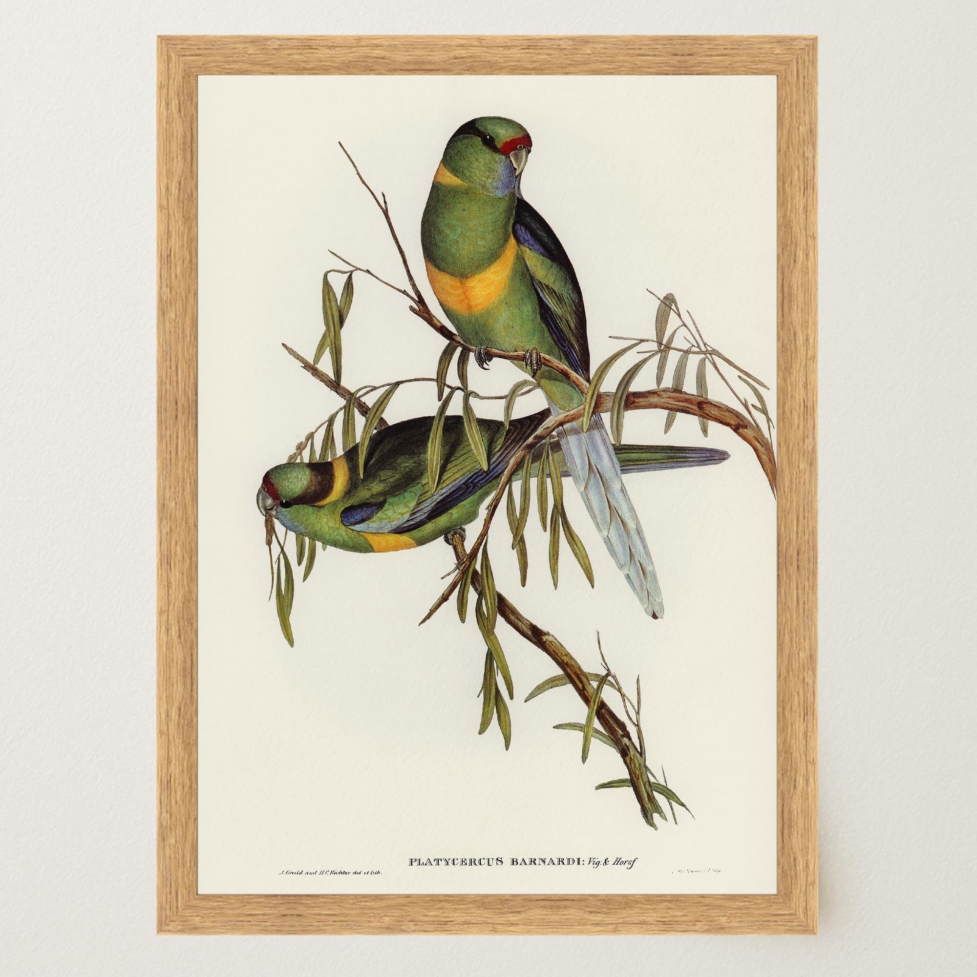 Barnard's Parakeet Vintage Bird Illustration Wall Art Print-Skudaboo