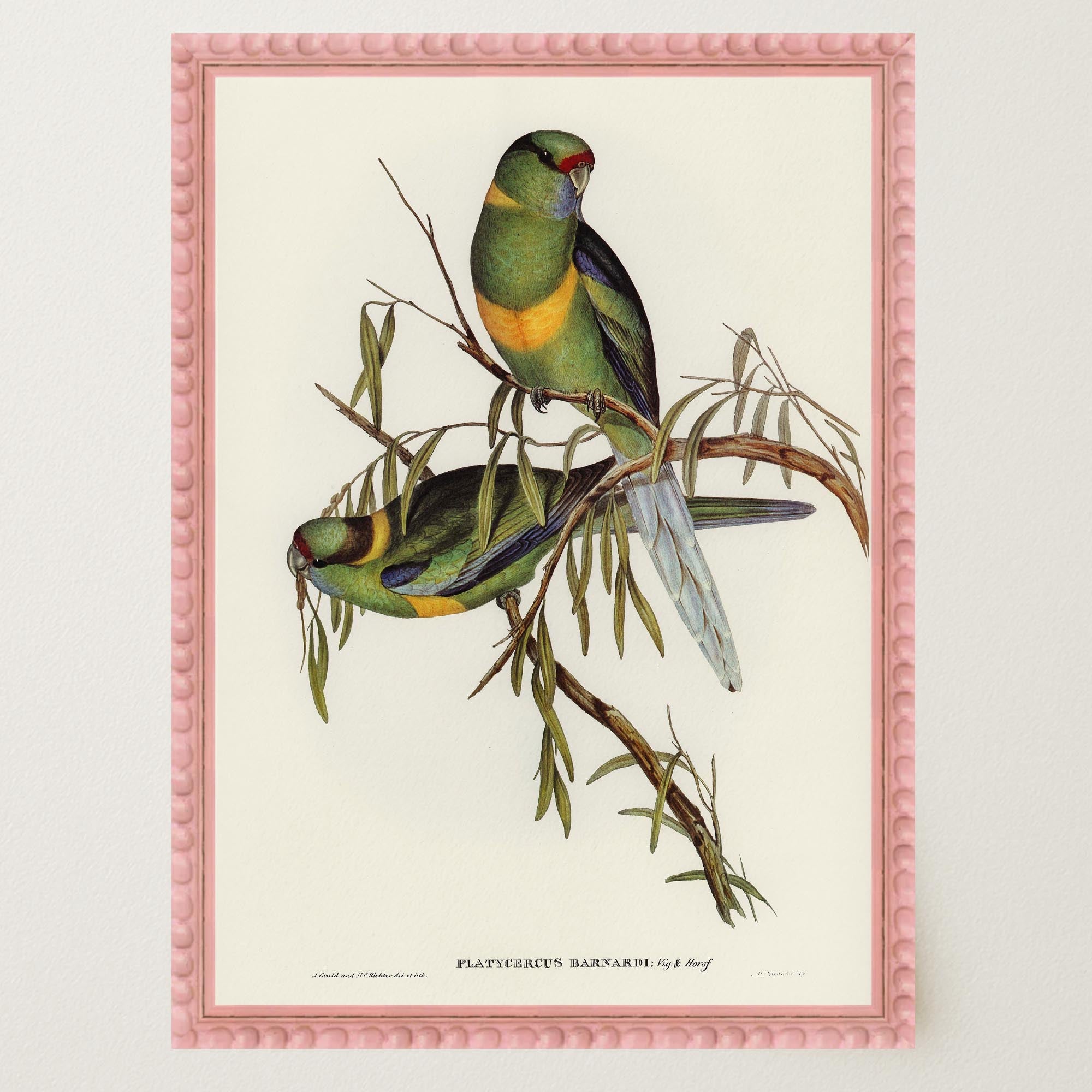Barnard's Parakeet Vintage Bird Illustration Wall Art Print-Skudaboo