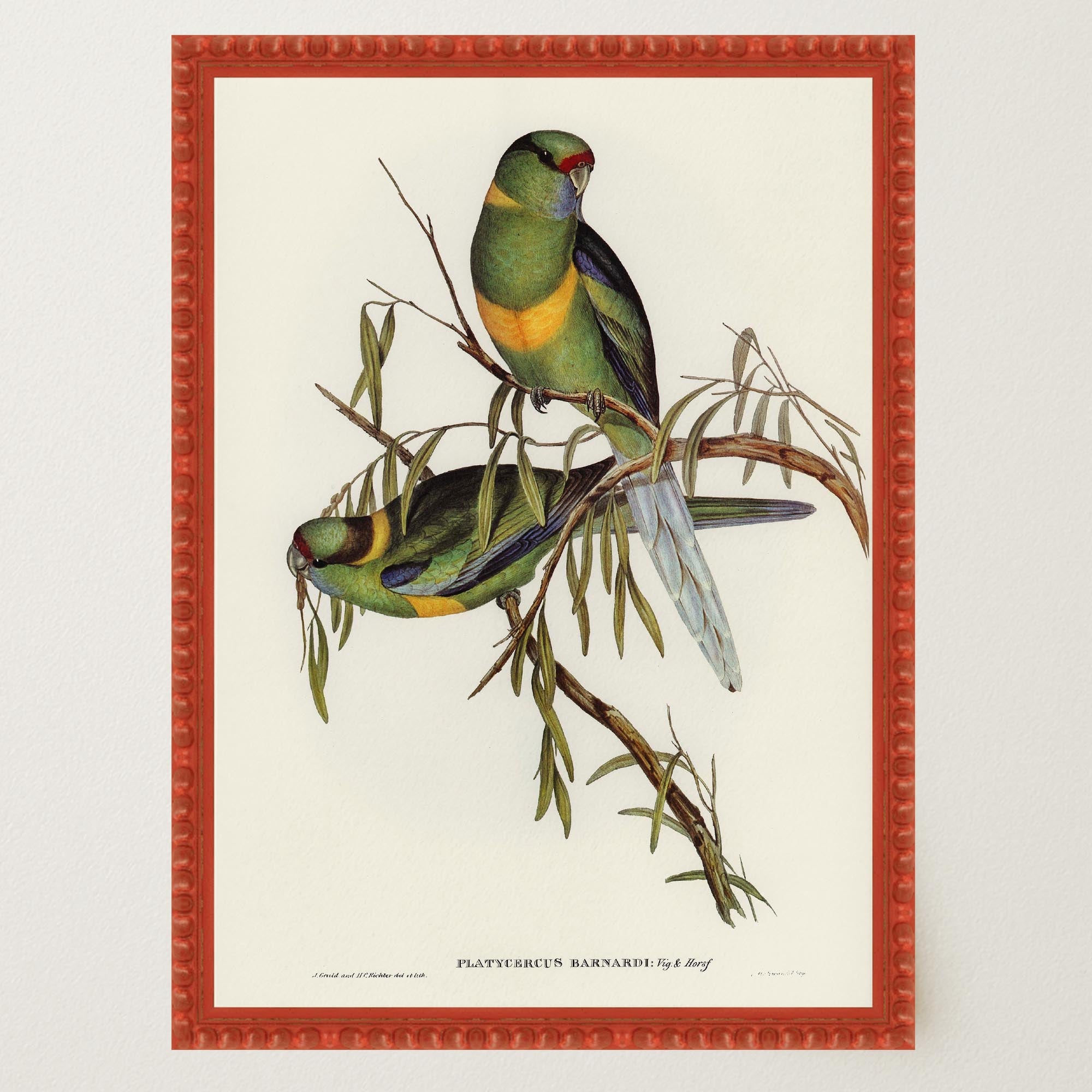 Barnard's Parakeet Vintage Bird Illustration Wall Art Print-Skudaboo