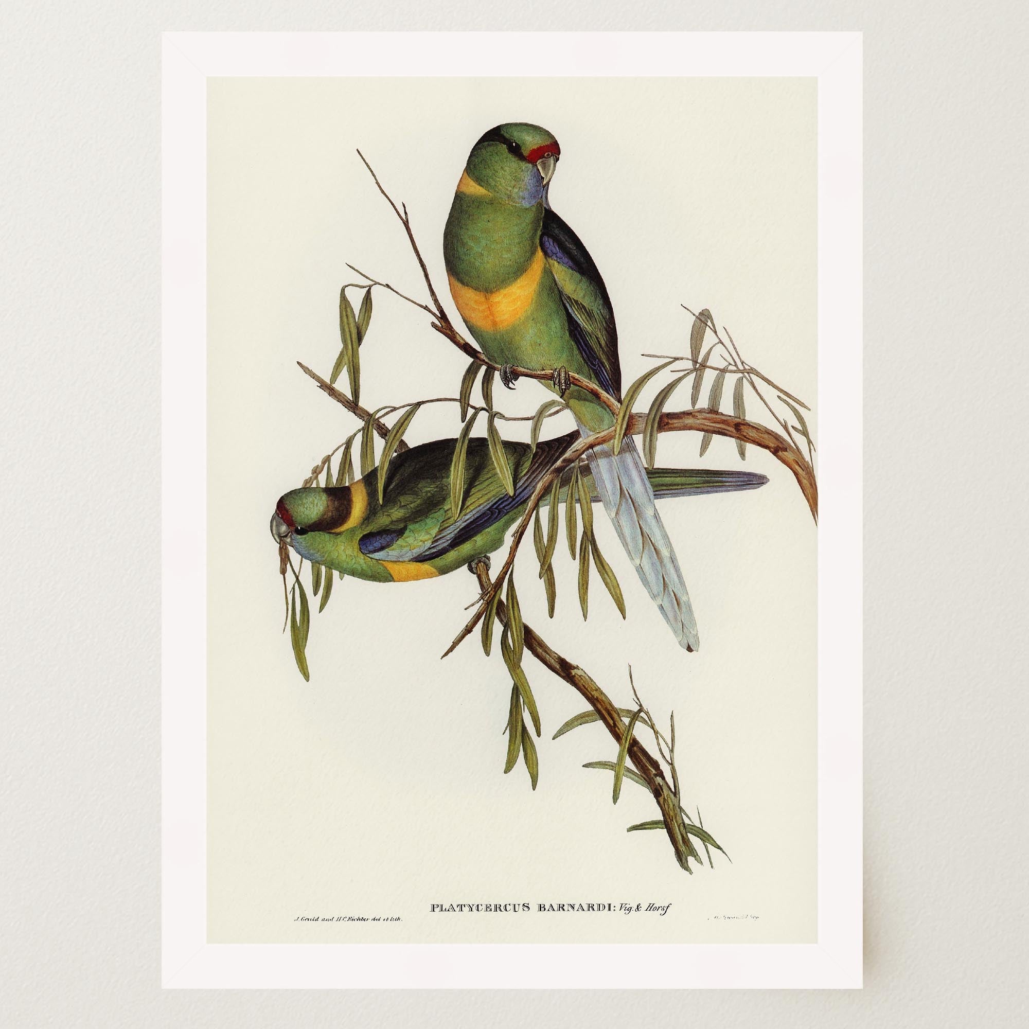 Barnard's Parakeet Vintage Bird Illustration Wall Art Print-Skudaboo