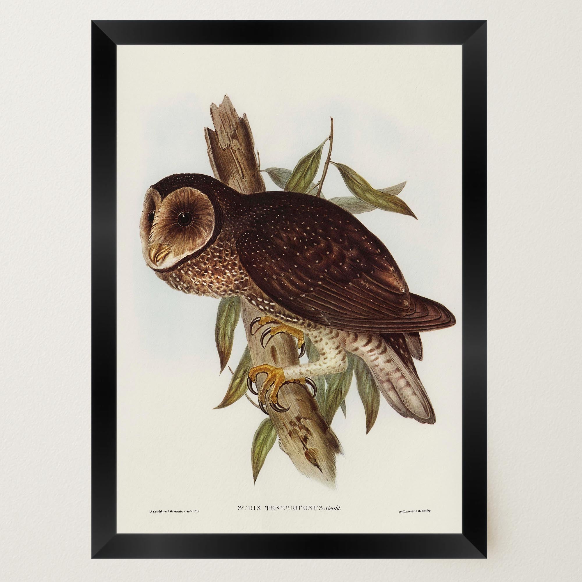 Vintage Owl Illustration Wall Art Print-Skudaboo