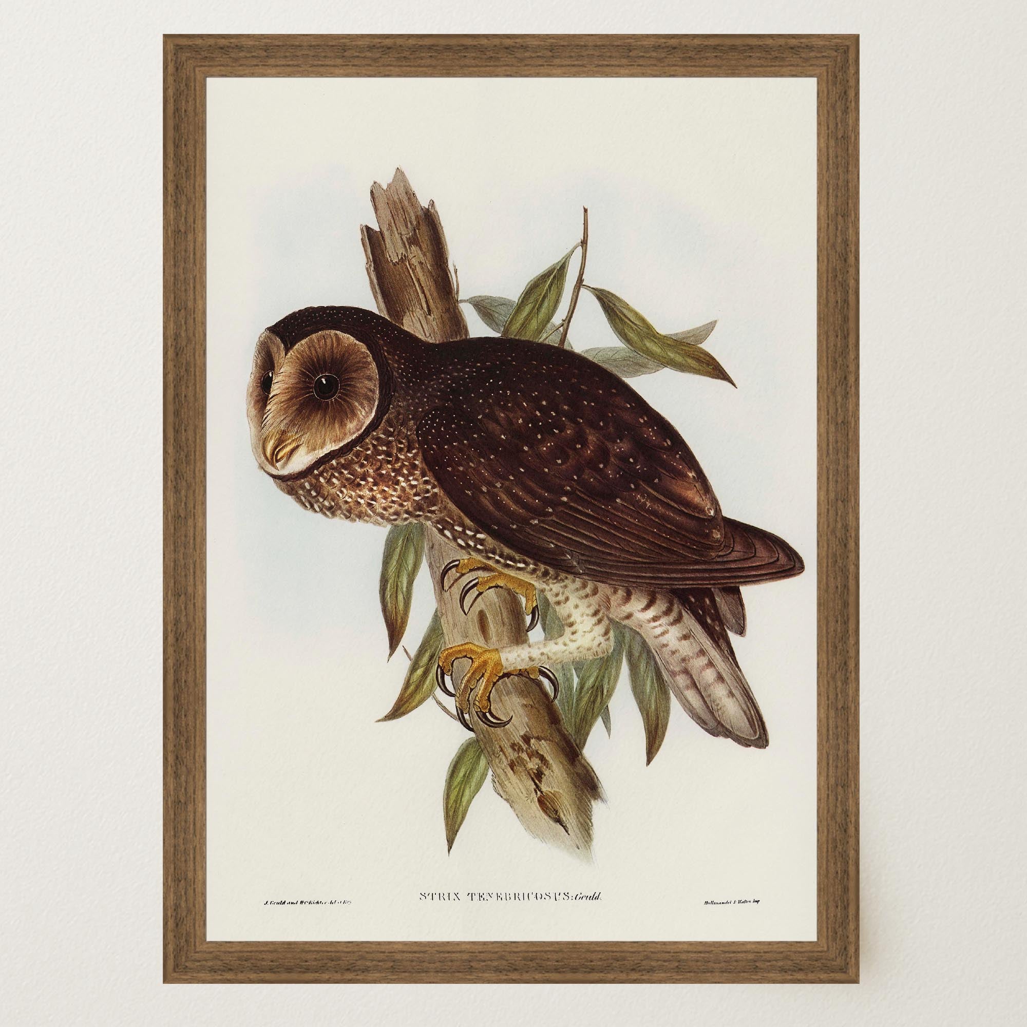 Vintage Owl Illustration Wall Art Print-Skudaboo